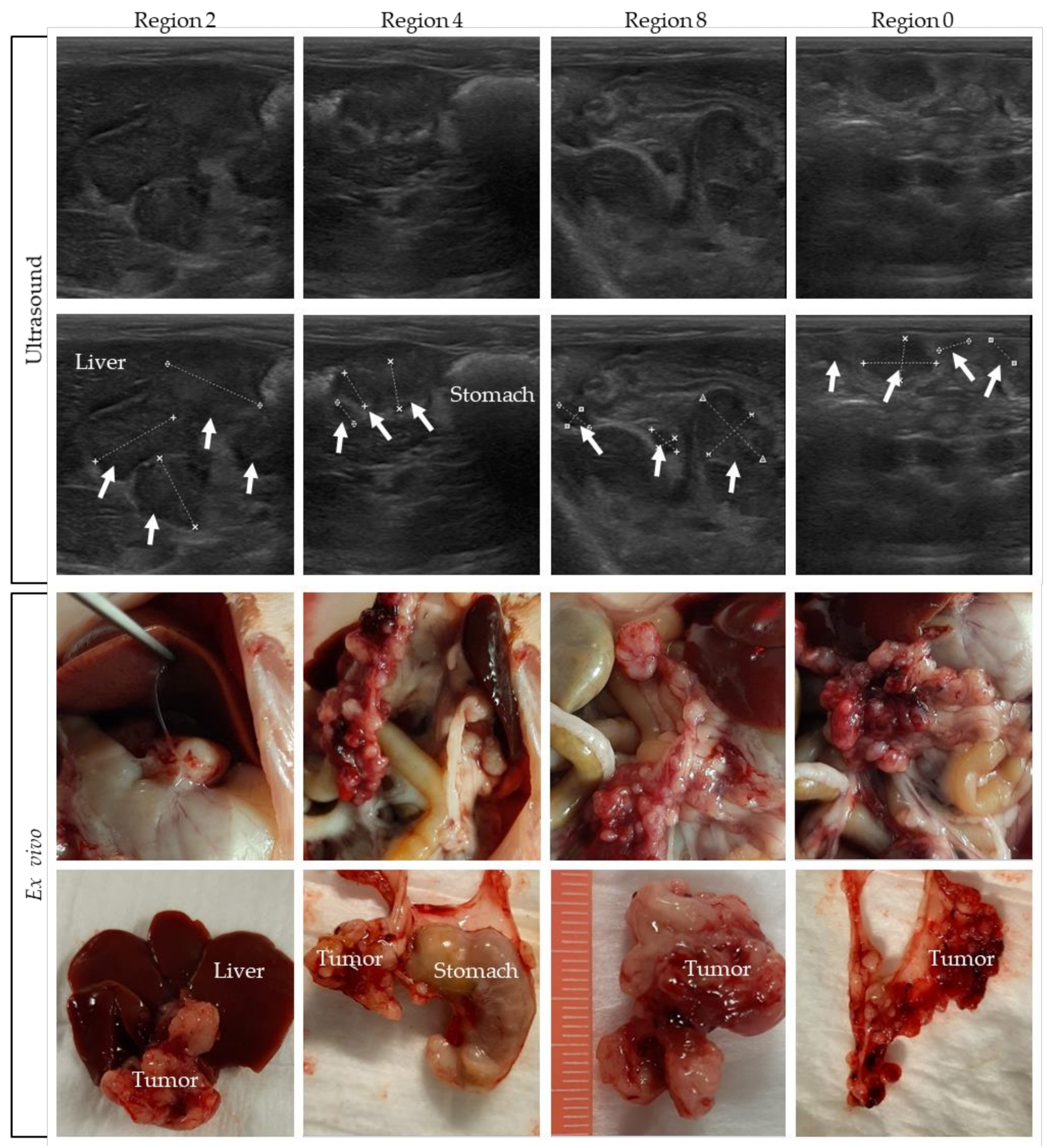 Biomedicines 10 01610 g006