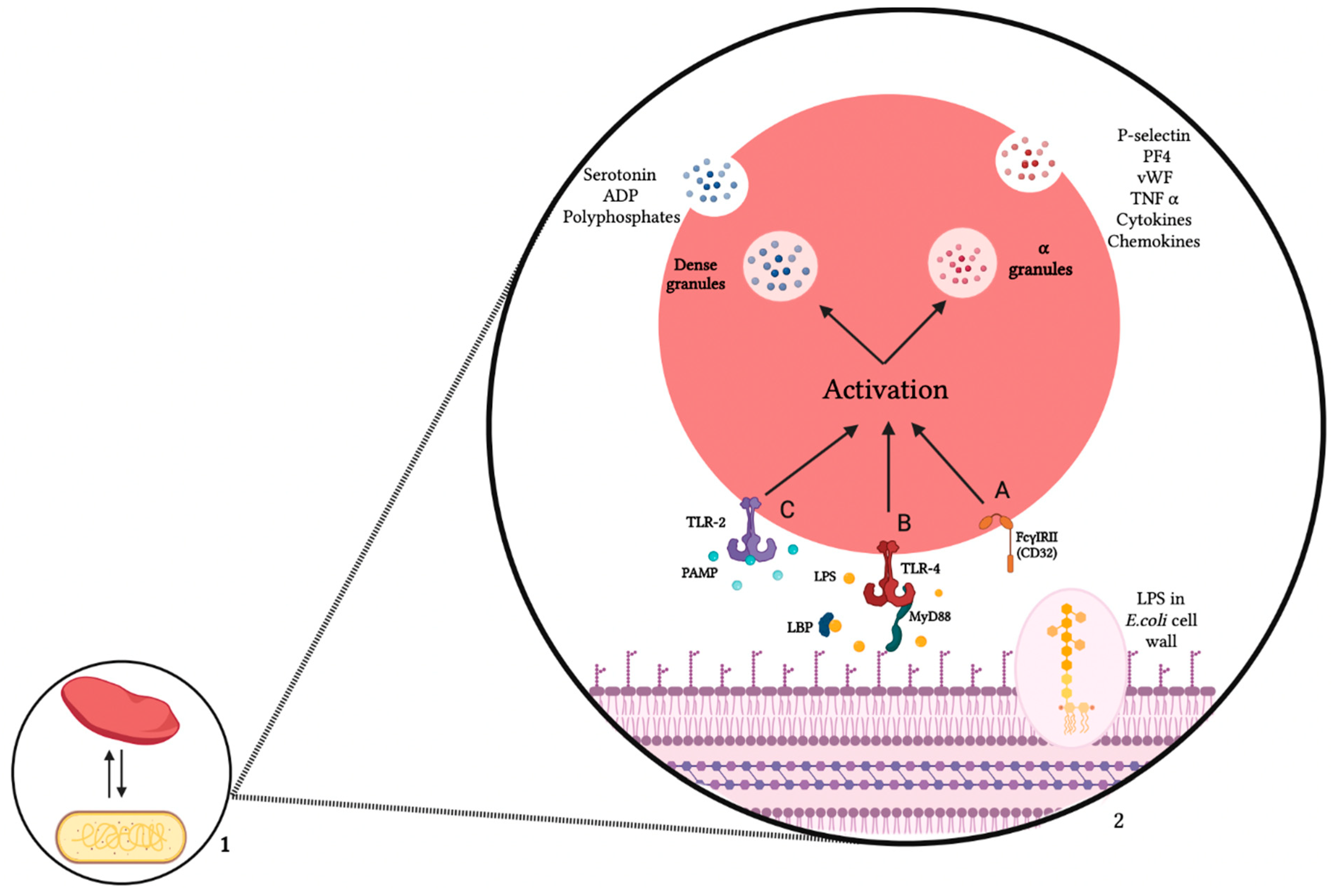 Biomedicines | Free Full-Text | Platelets and Escherichia coli: A Complex  Interaction