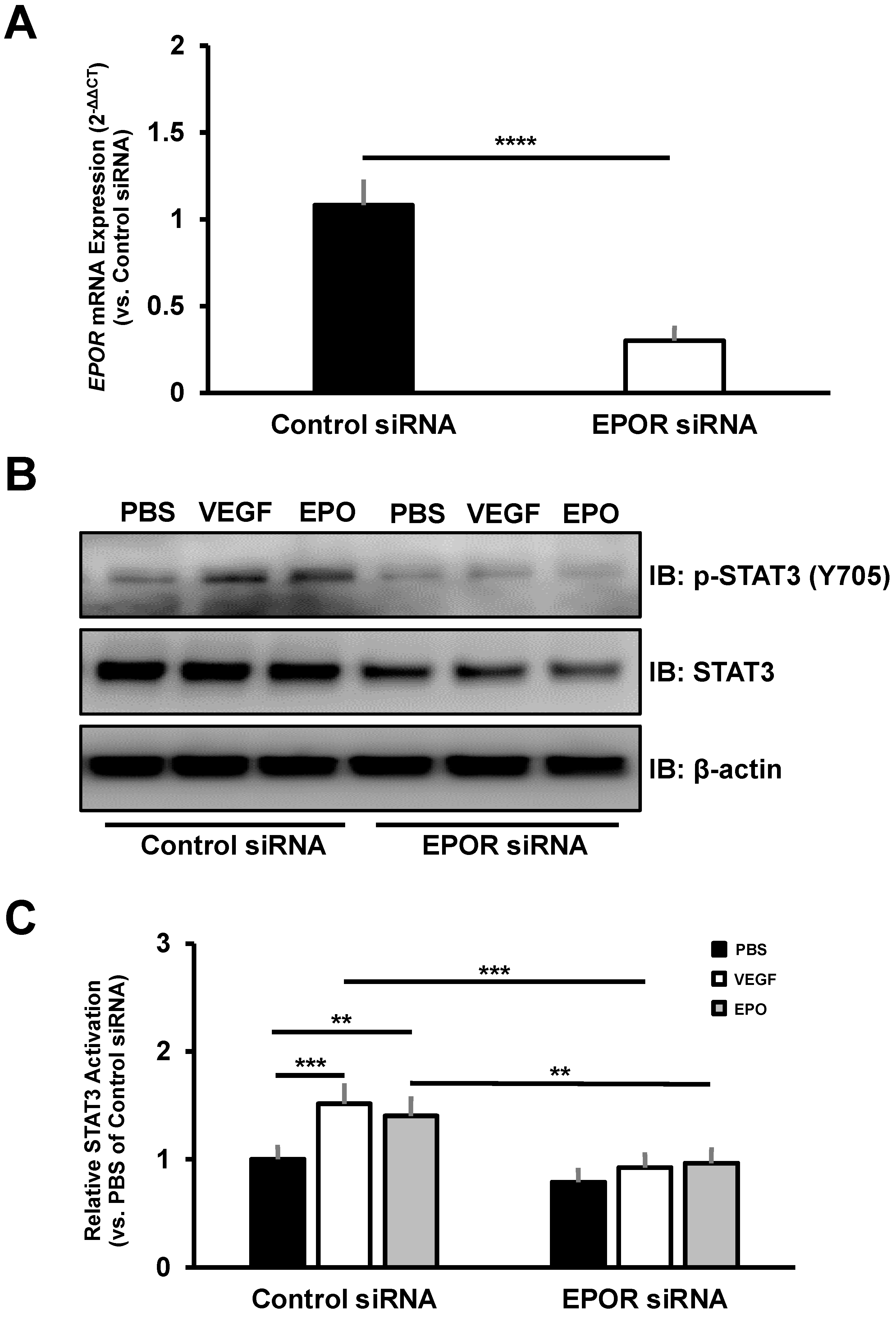 Biomedicines 10 01655 g006