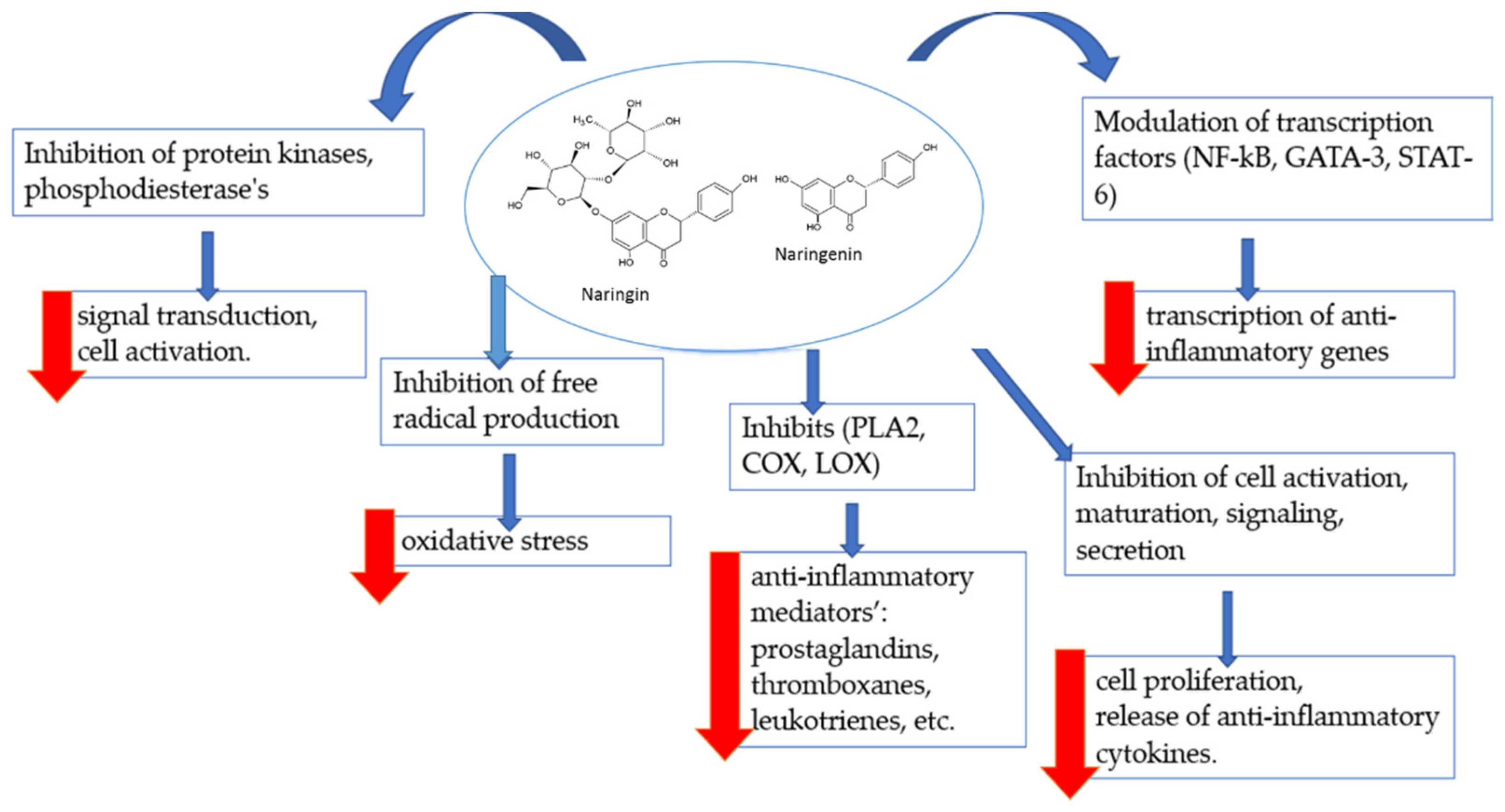 PDF) Mechanism of the negative inotropic effect of naringin in mouse heart., [Mecanismo del efecto inotrópico negativo de la naringina en el corazón de  ratón]