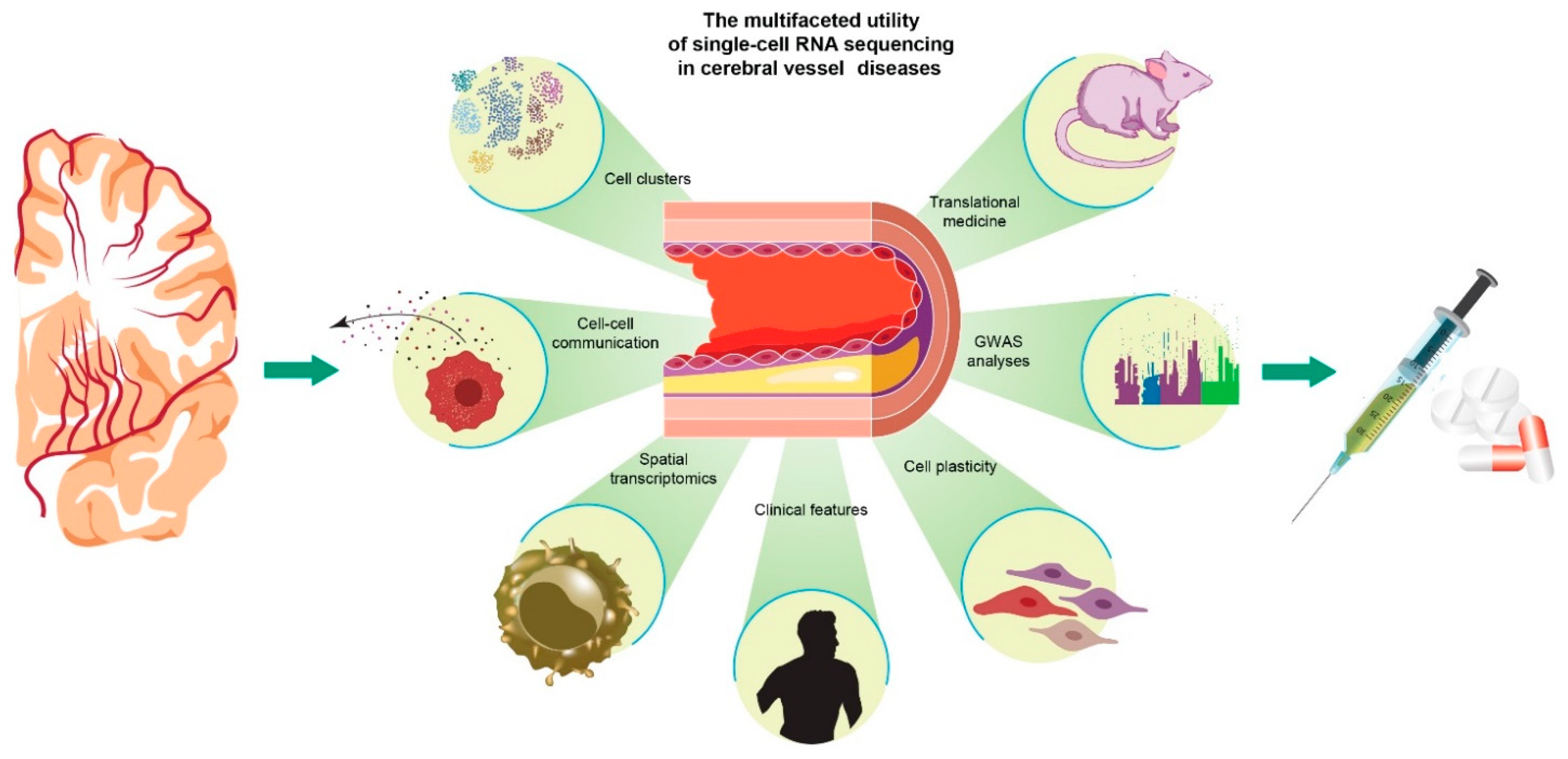 Network of Vascular-Associated Dendritic Cells in Intima of Healthy Young  Individuals