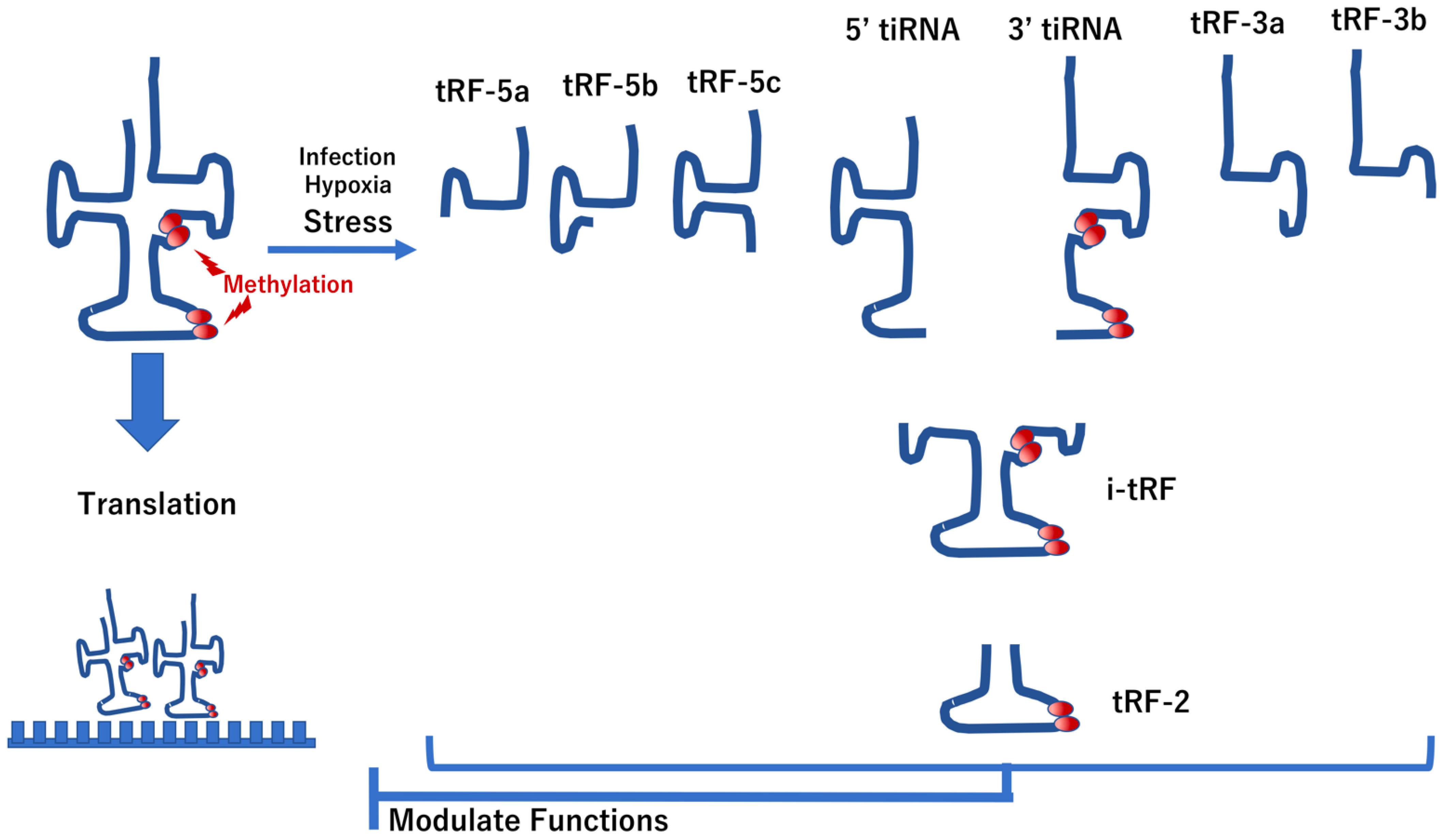 Biomedicines 10 01695 g004