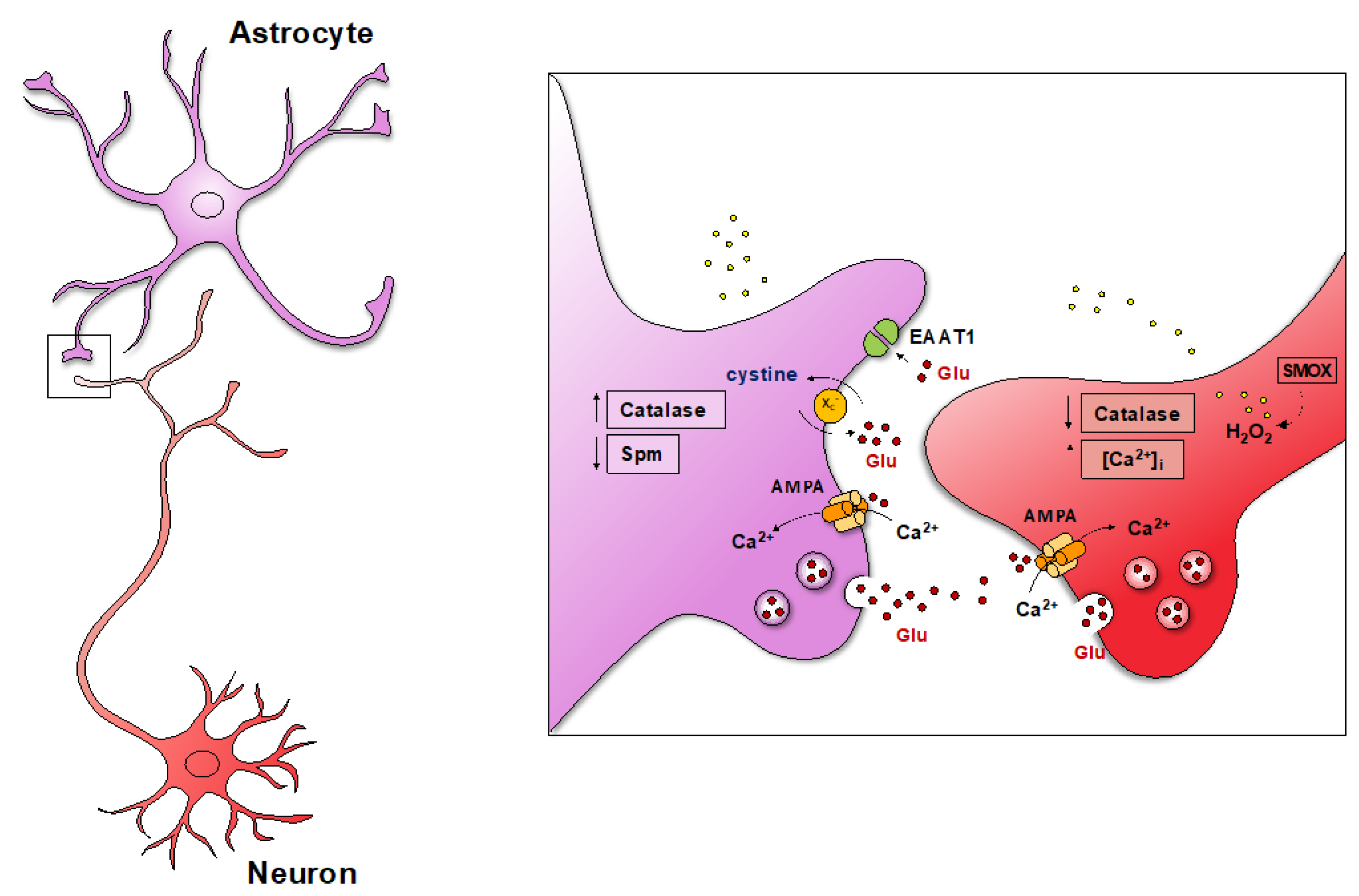 Biomedicines 10 01756 g004 Biomedicines 10 01756 g004