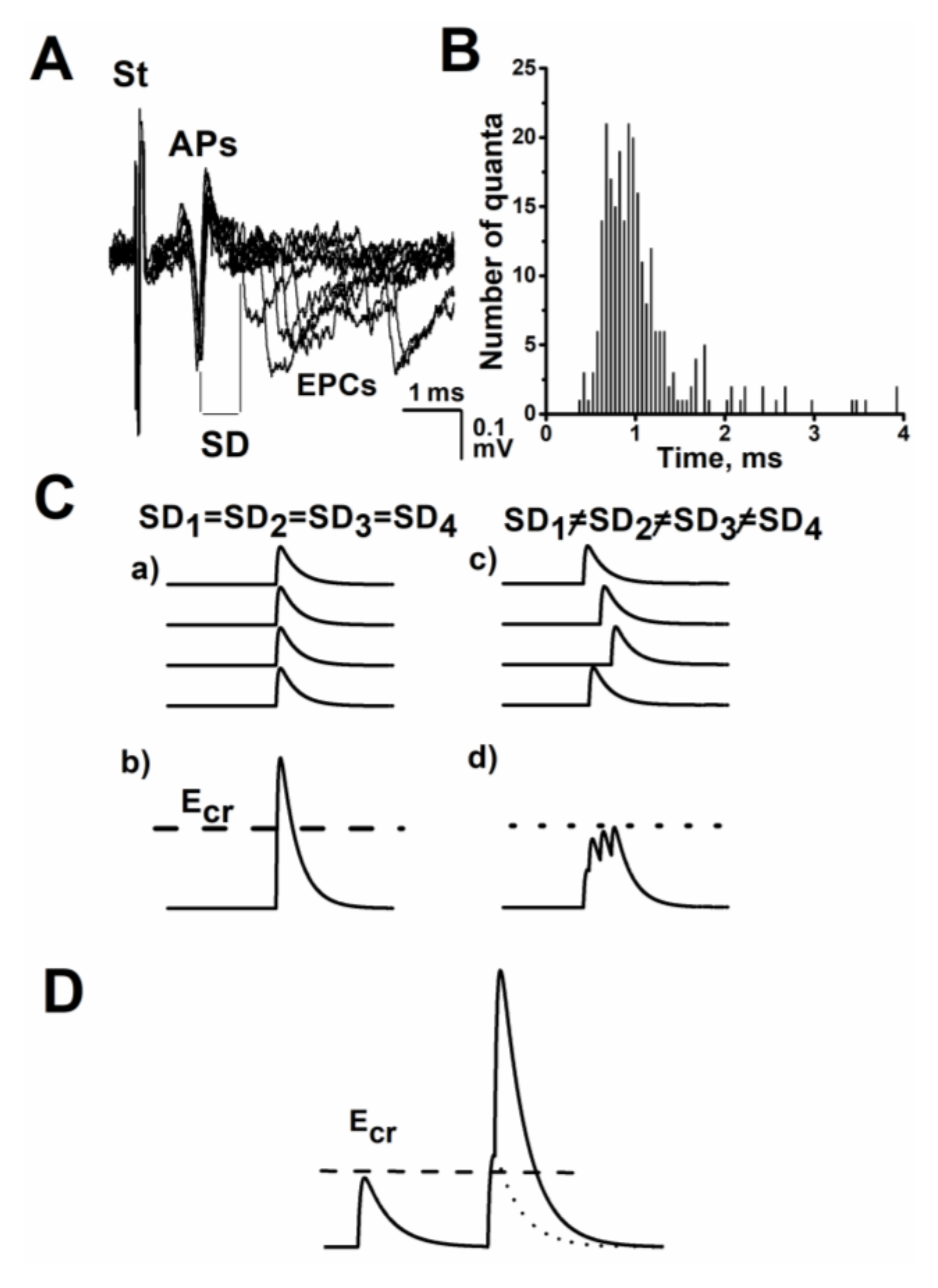 Biomedicines | Free Full-Text | Presynaptic Acetylcholine Receptors  Modulate the Time Course of Action Potential-Evoked Acetylcholine Quanta  Secretion at Neuromuscular Junctions