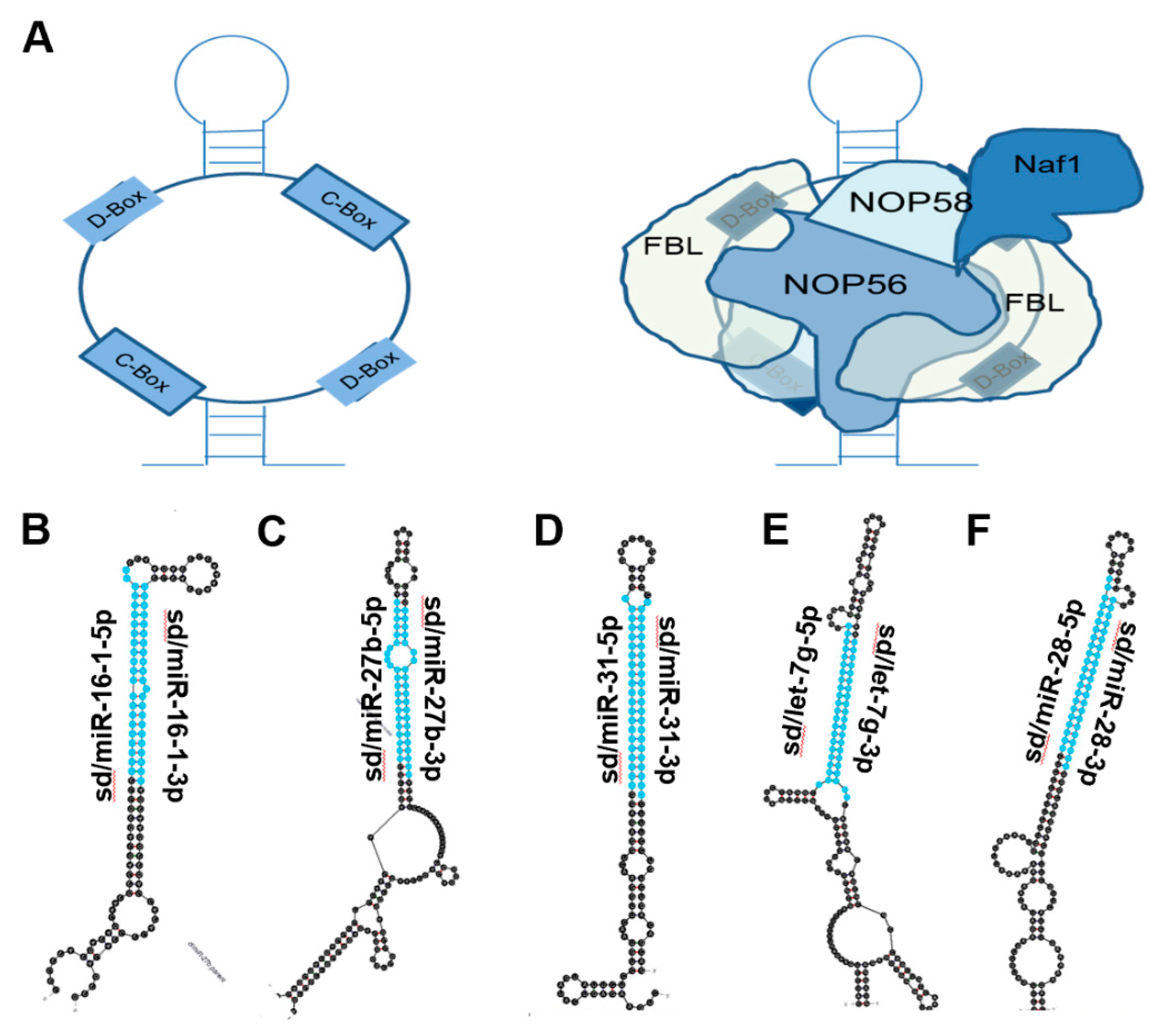 Biomedicines 10 01819 g002