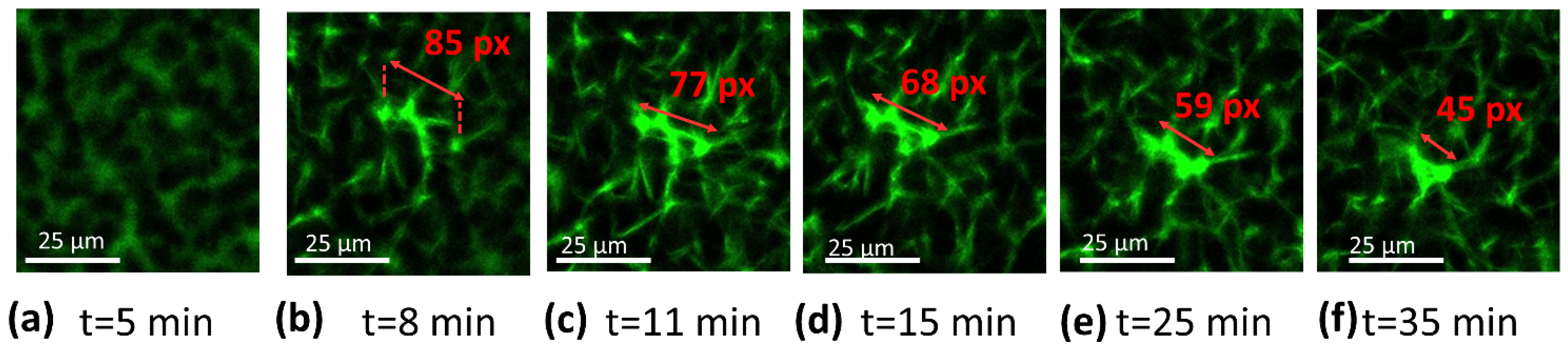 Biomedicines 10 01833 g006