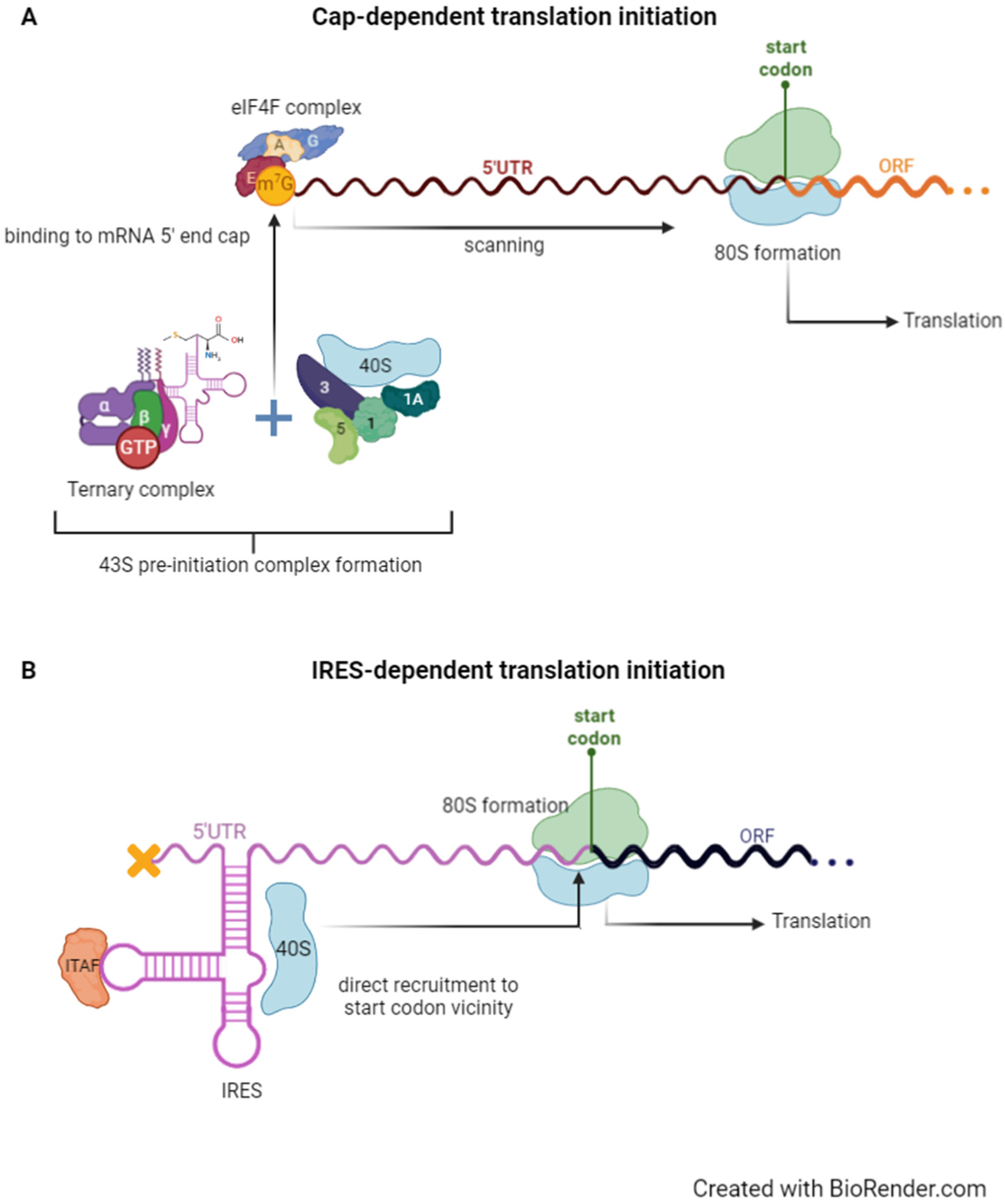 Biomedicines | Free Full-Text | Internal Ribosome Entry Site  (IRES)-Mediated Translation and Its Potential for Novel mRNA-Based Therapy  Development
