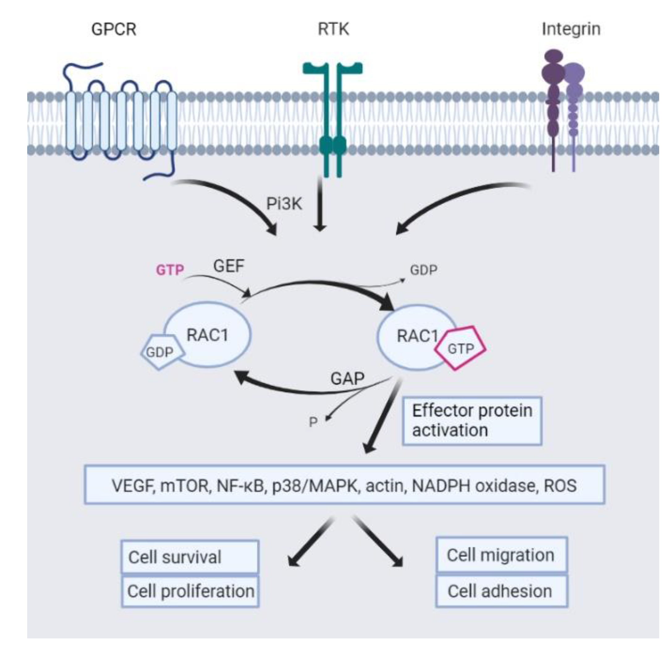 Biomedicines 10 01881 g008