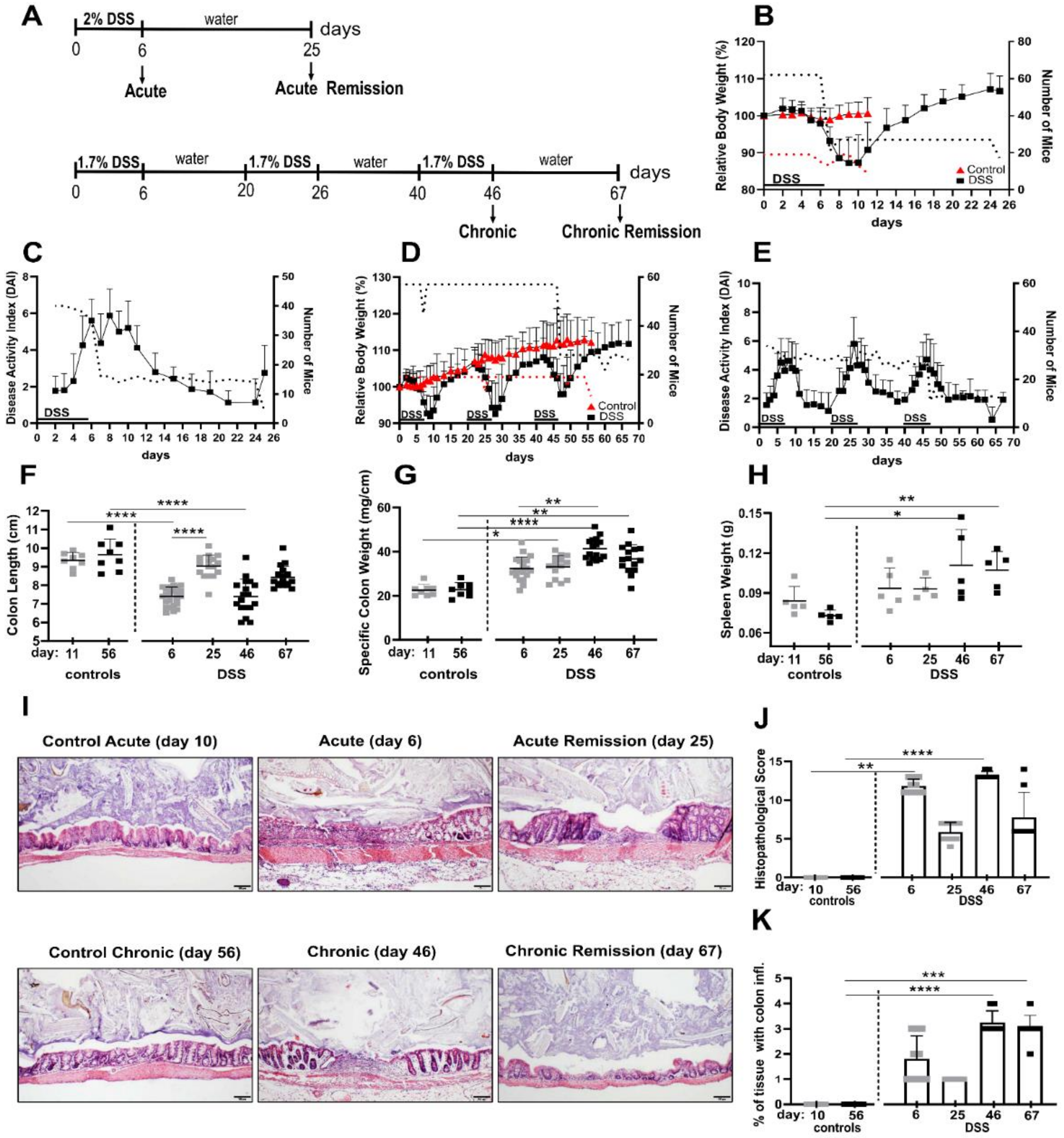 Biomedicines | Free Full-Text | Characterization of Maladaptive Processes  in Acute, Chronic and Remission Phases of Experimental Colitis in C57BL/6  Mice