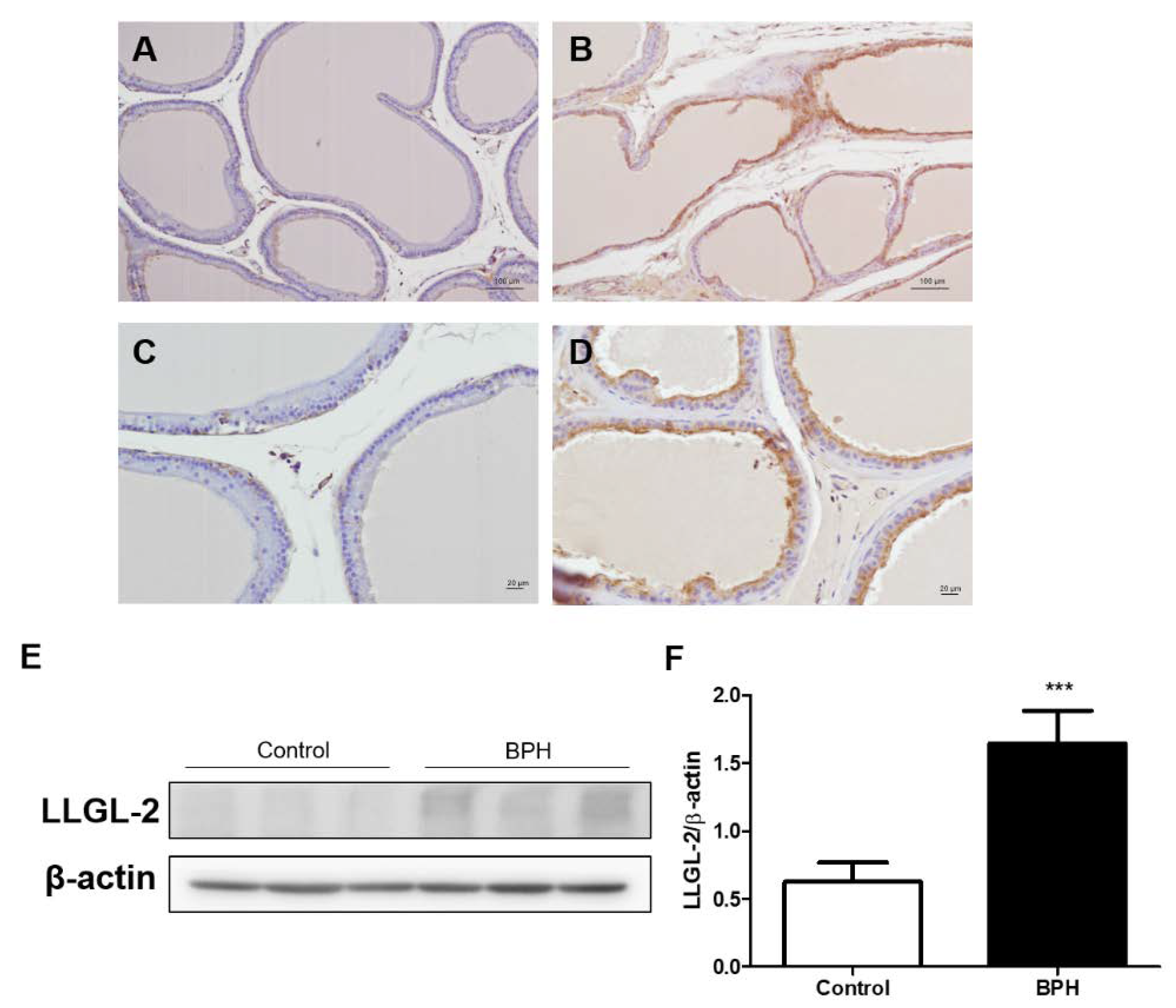 Biomedicines 10 01981 g001