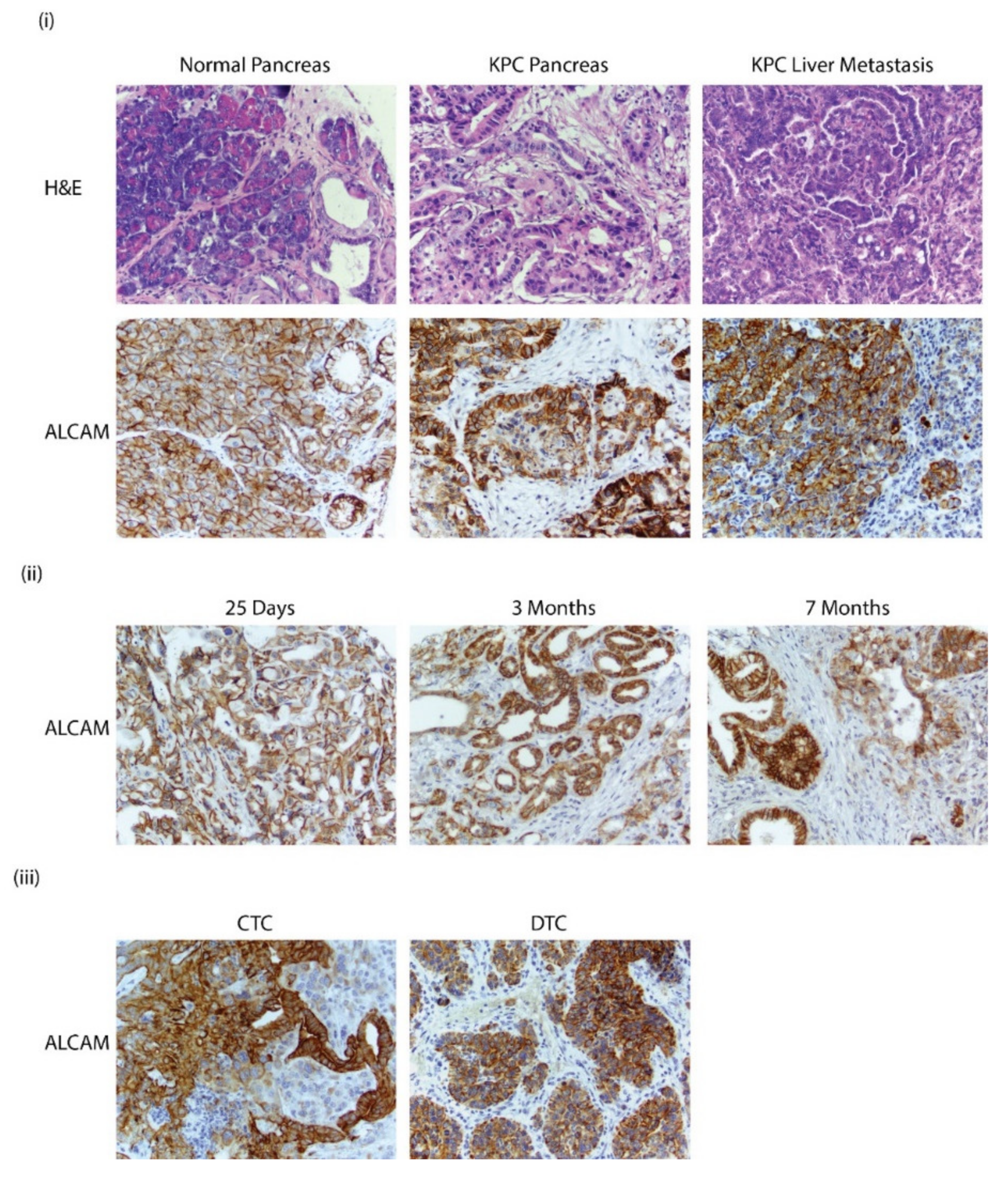 Biomedicines 10 01983 g005 Biomedicines 10 01983 g005