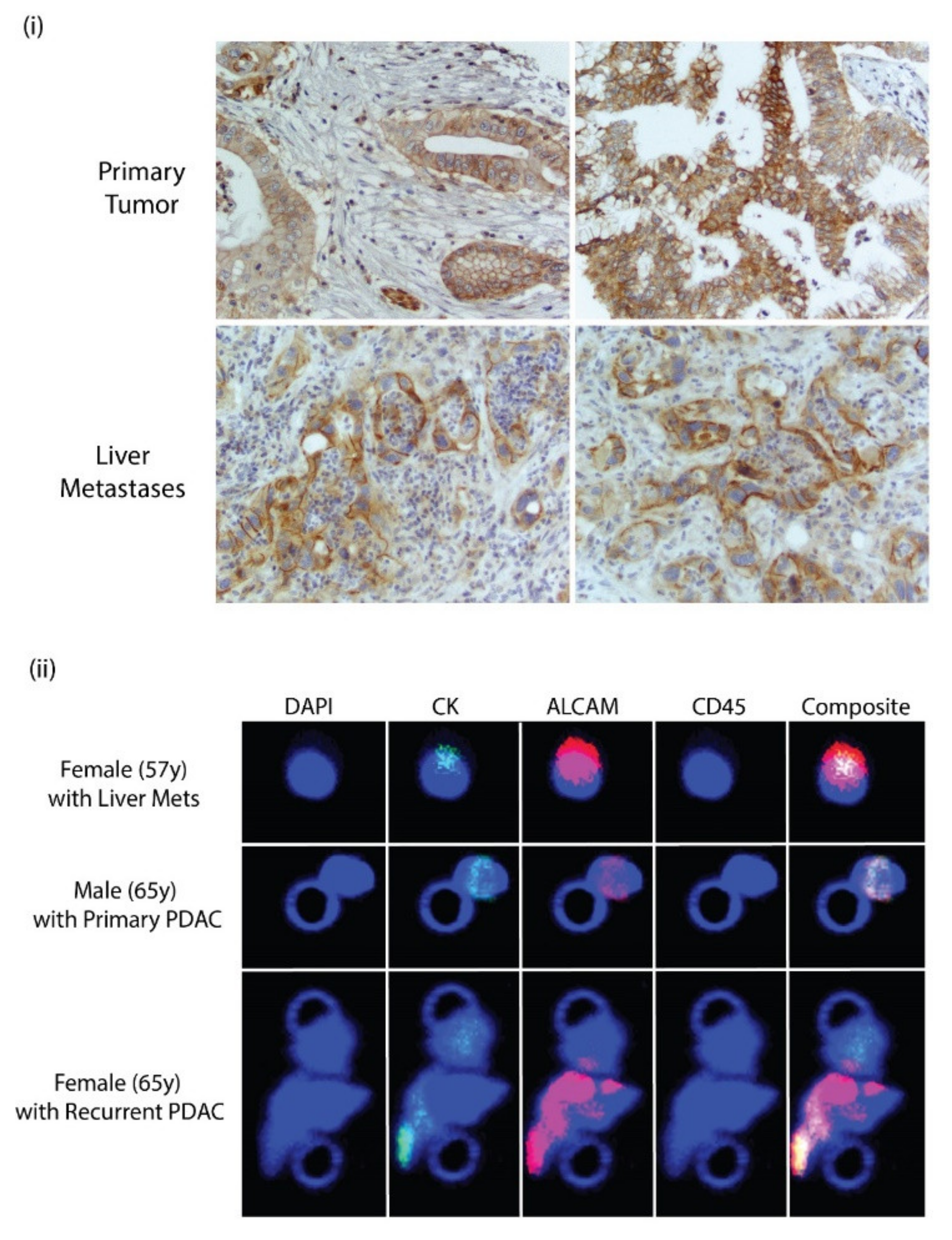 Biomedicines 10 01983 g006 Biomedicines 10 01983 g006