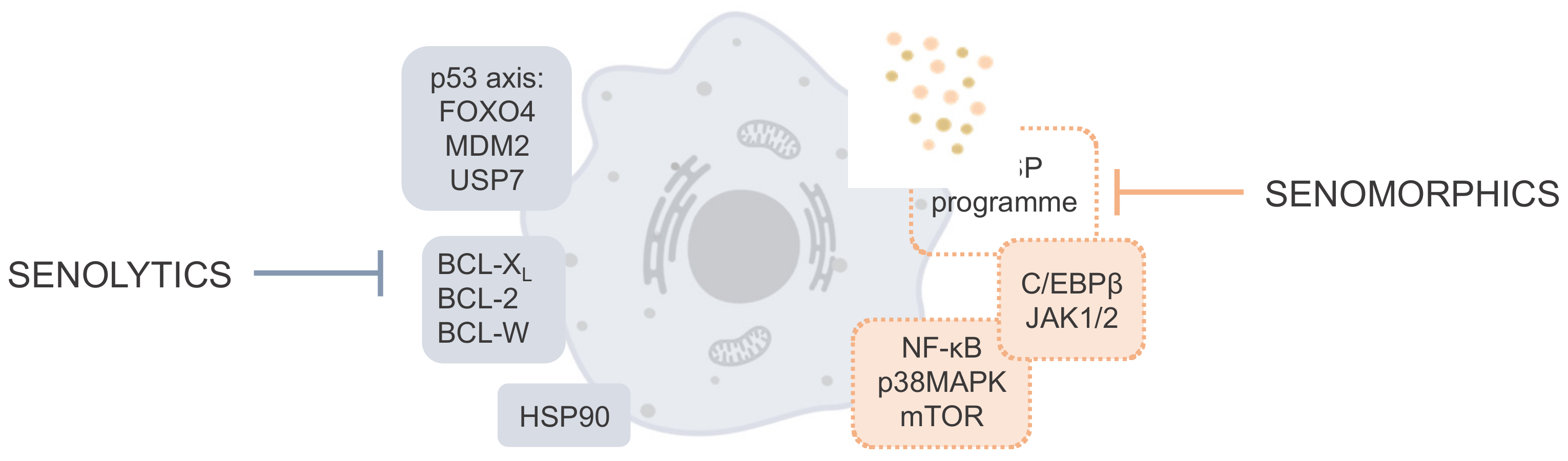 Metabolite Toxicity as a Driver of Aging and Disease — THE HUGHES LAB