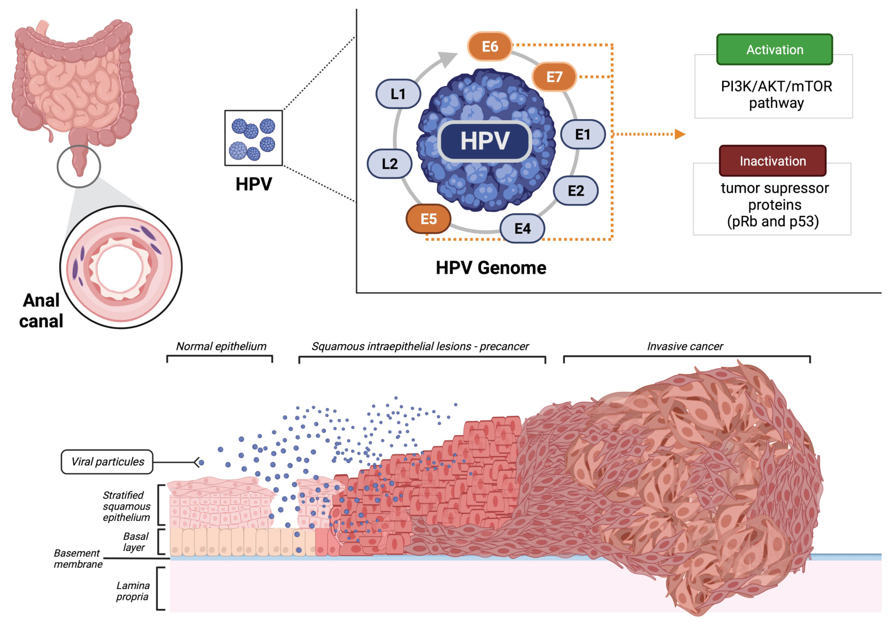 Biomedicines 10 02029 g001 Biomedicines 10 02029 g001