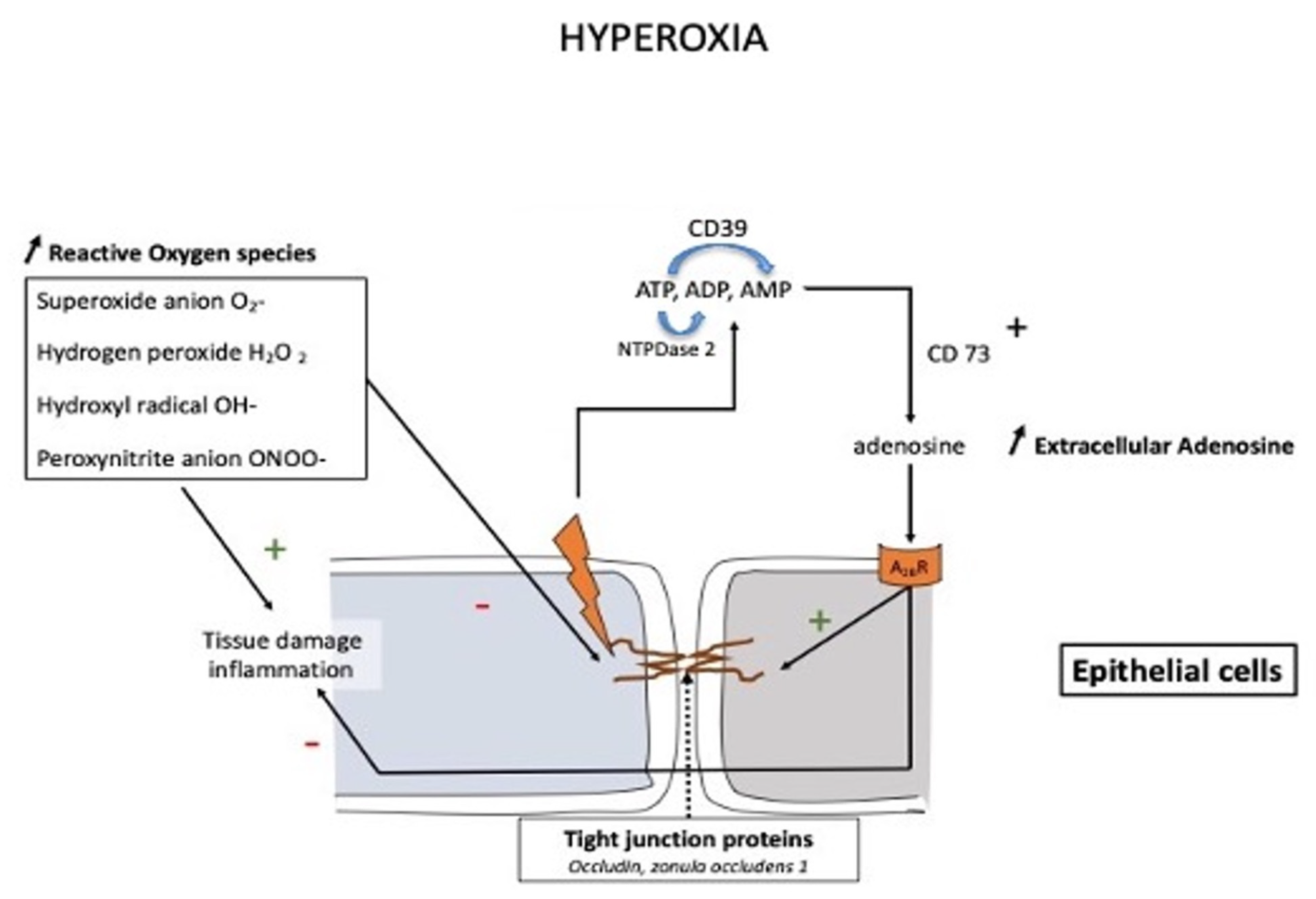 Biomedicines 10 02059 g002