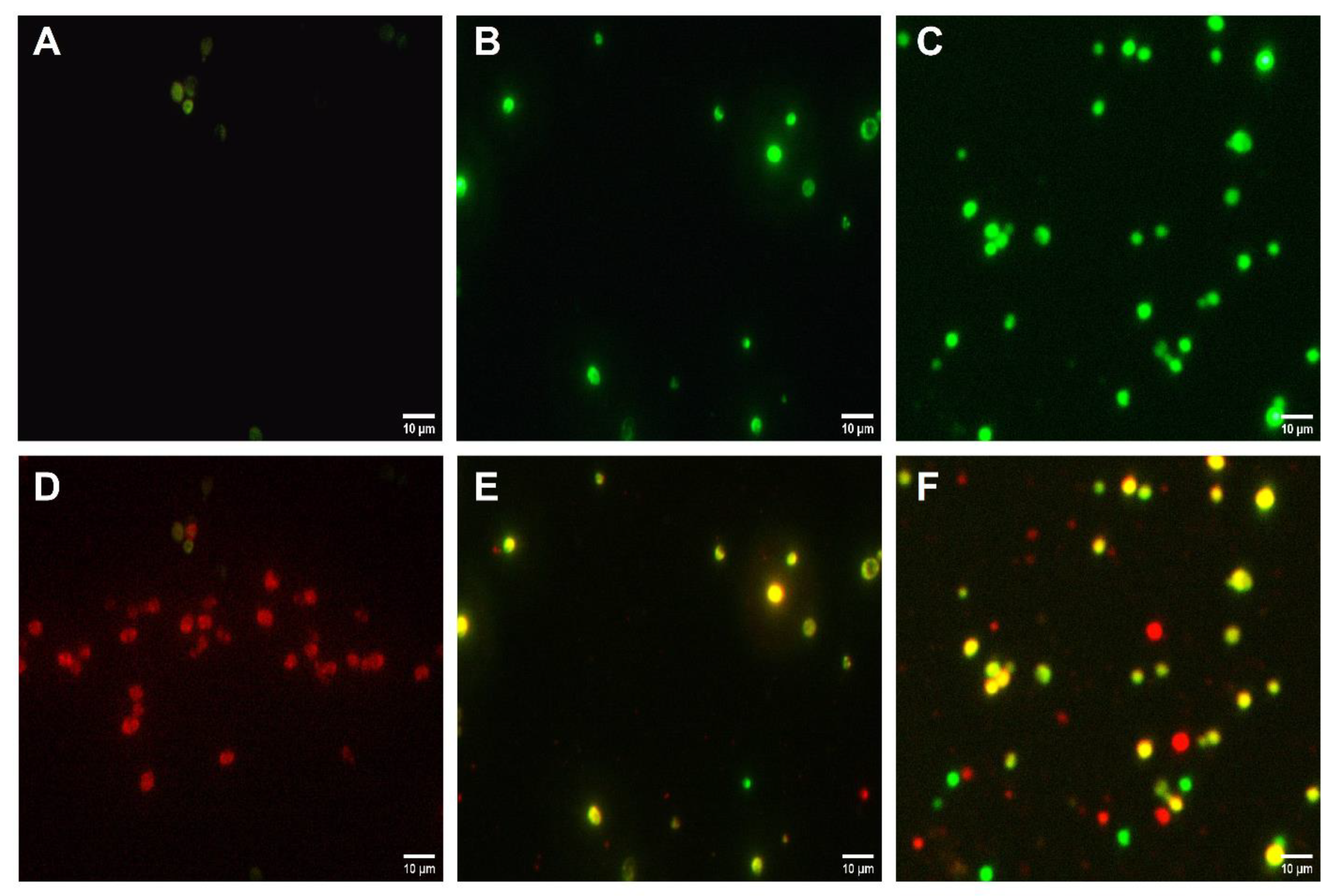 Biomedicines 10 02078 g004