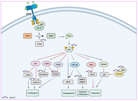 The Role of miR-29s in Human Cancers—An Update