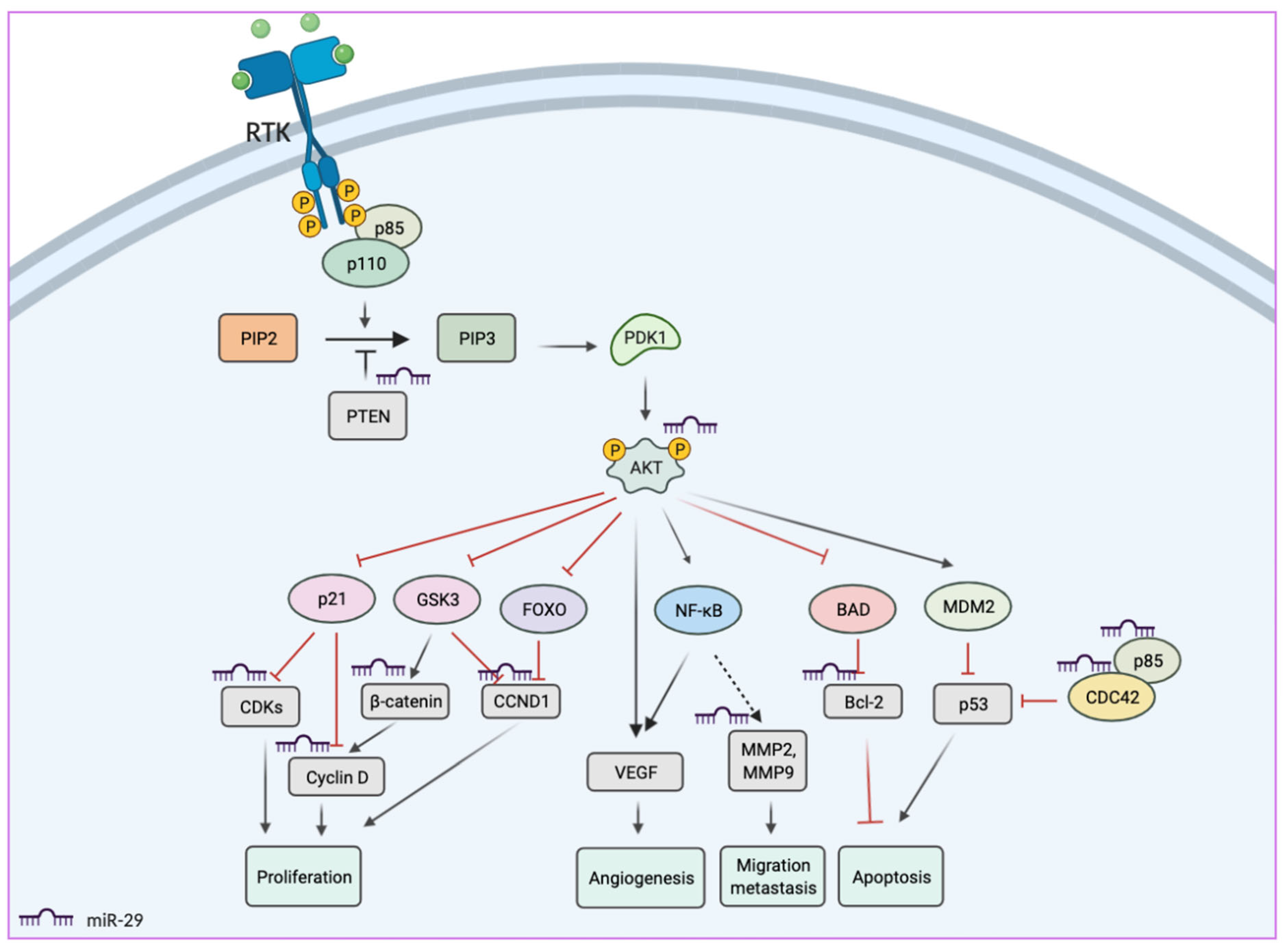 Biomedicines | Free Full-Text | The Role of miR-29s in Human Cancers—An ...