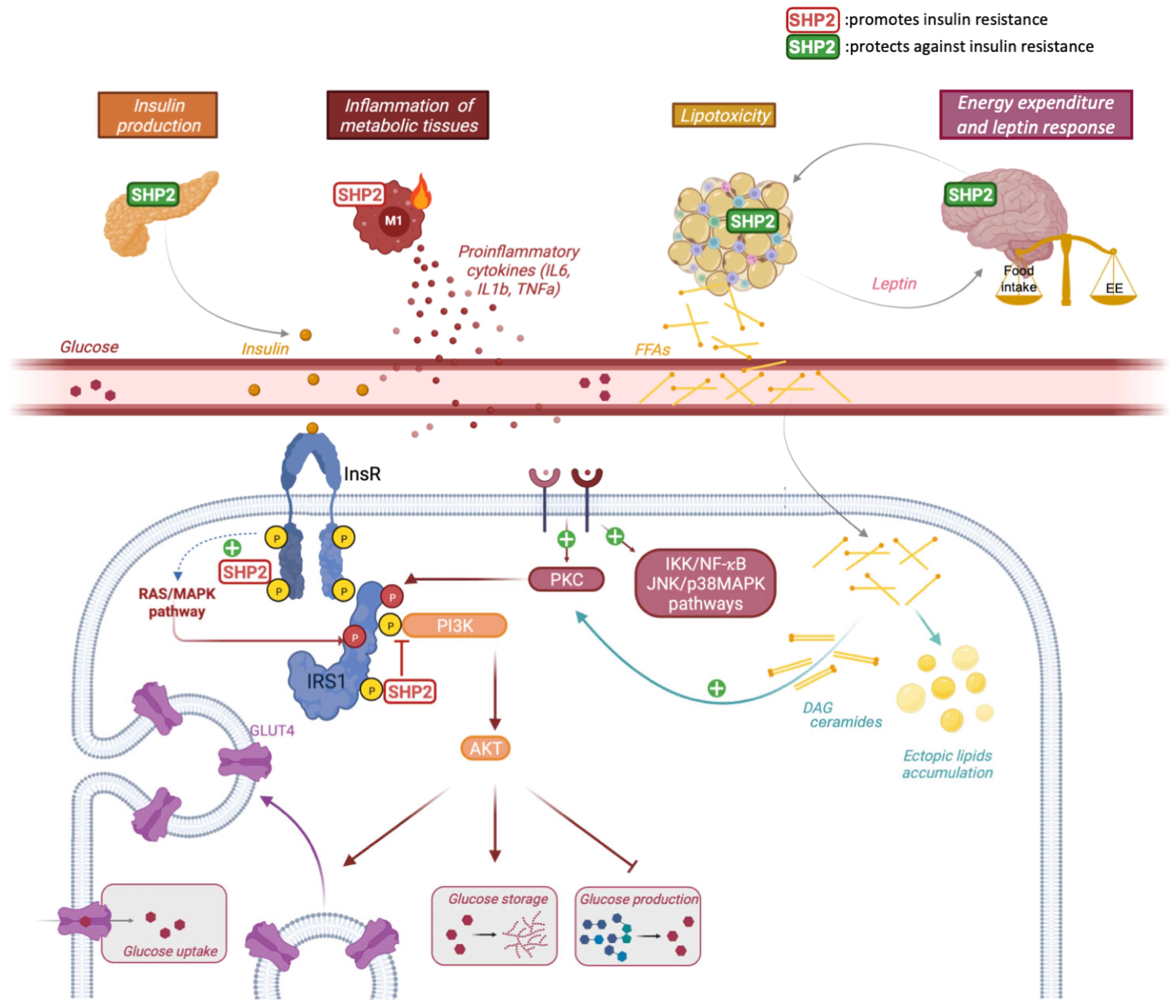 Biomedicines 10 02139 g001