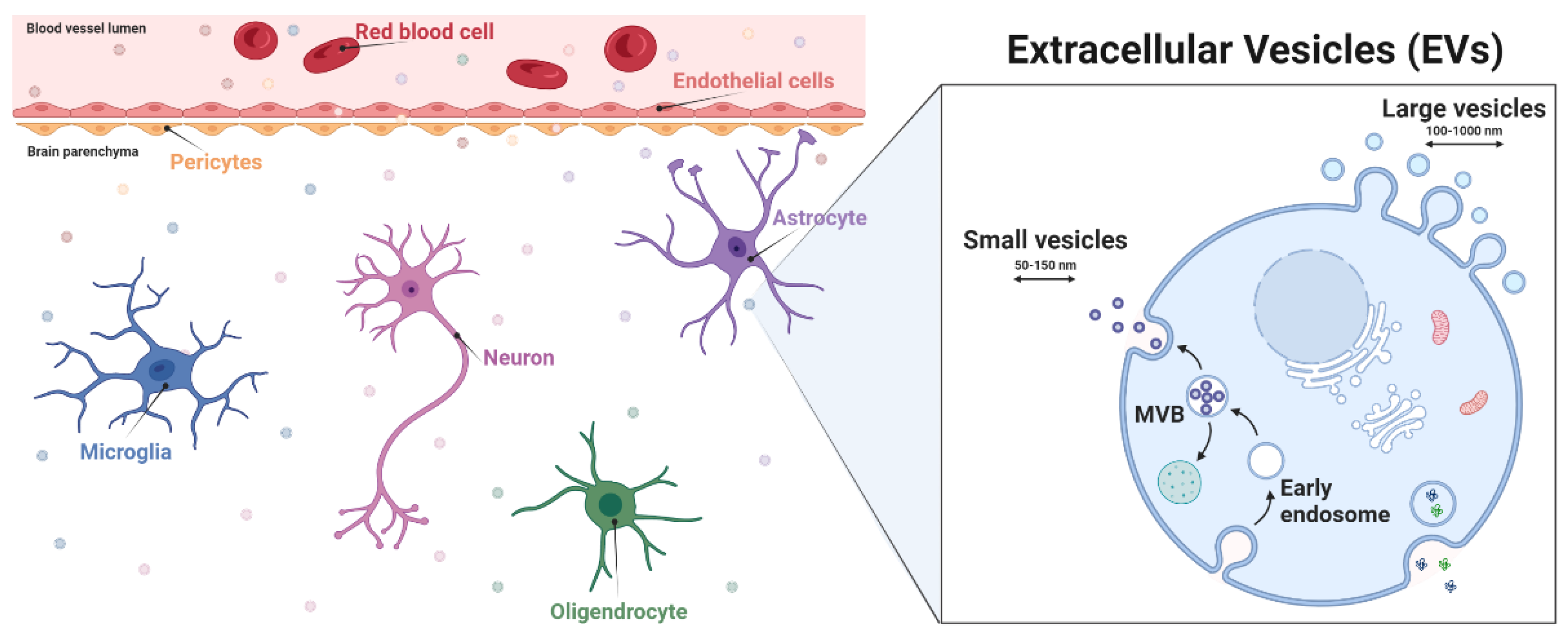 Biomedicines | Free Full-Text | Neurovascular Unit-Derived Extracellular  Vesicles: From Their Physiopathological Roles to Their Clinical  Applications in Acute Brain Injuries | HTML
