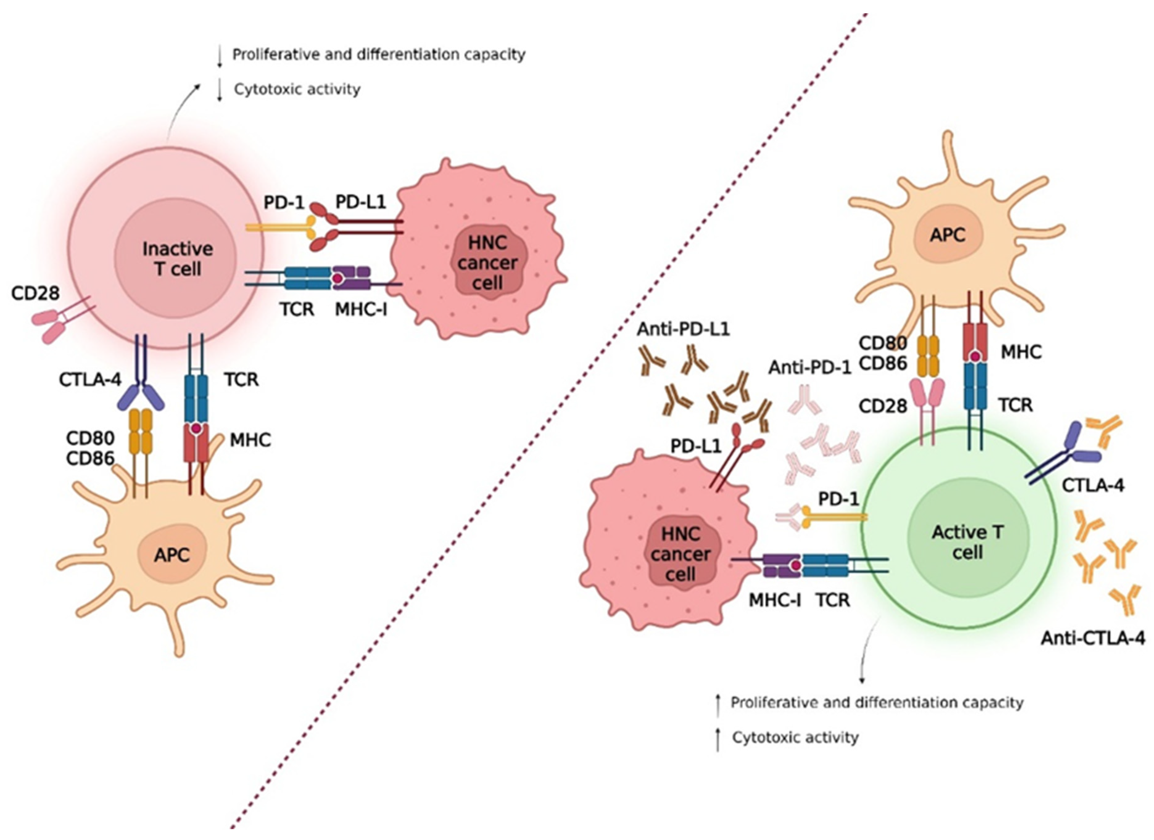 Biomedicines 10 02151 g002