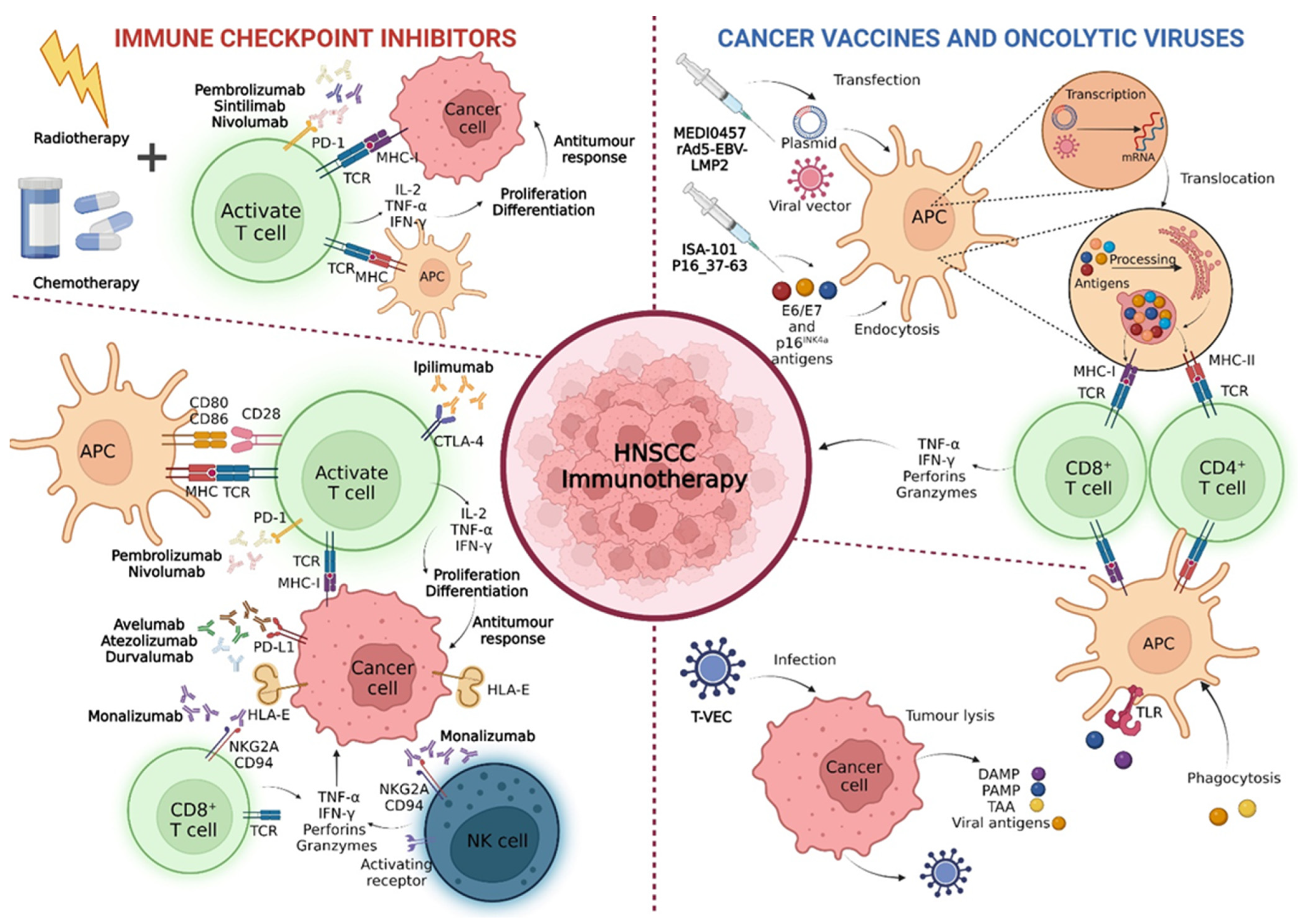 Biomedicines 10 02151 g004
