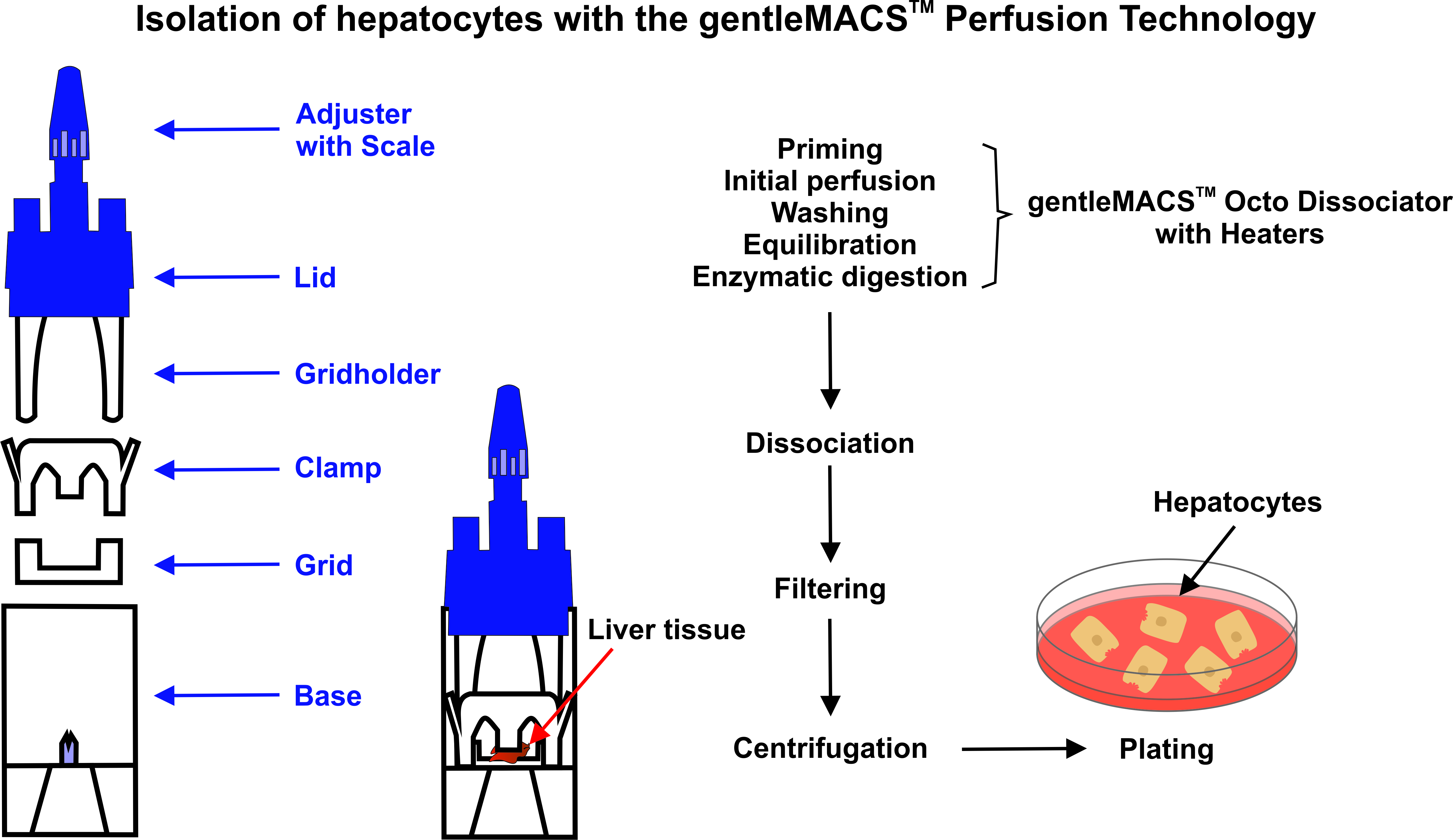 Biomedicines | Free Full-Text | Isolation of Hepatocytes from Liver Tissue  by a Novel, Semi-Automated Perfusion Technology | HTML