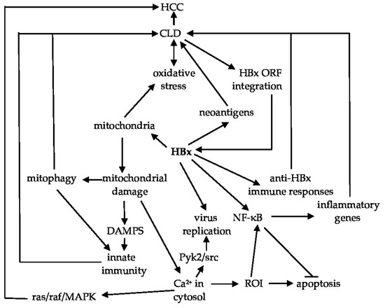 Hepatitis B x (HBx) as a Component of a Functional Cure for Chronic ...