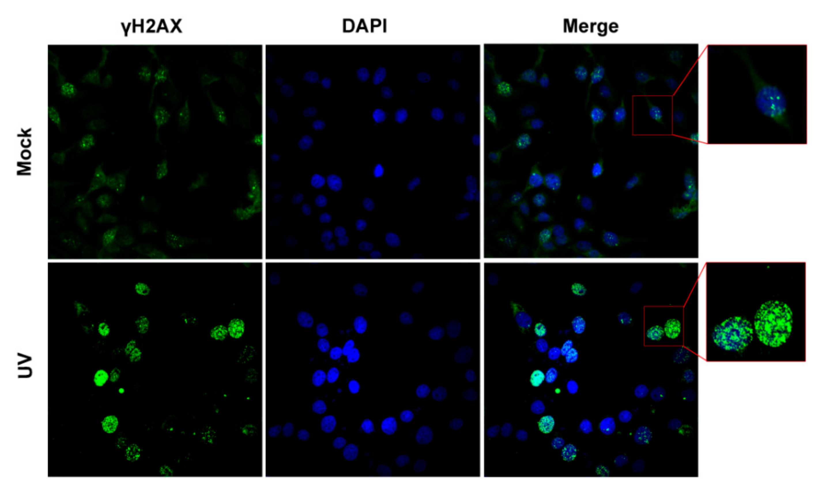 Biomedicines 10 02282 g001
