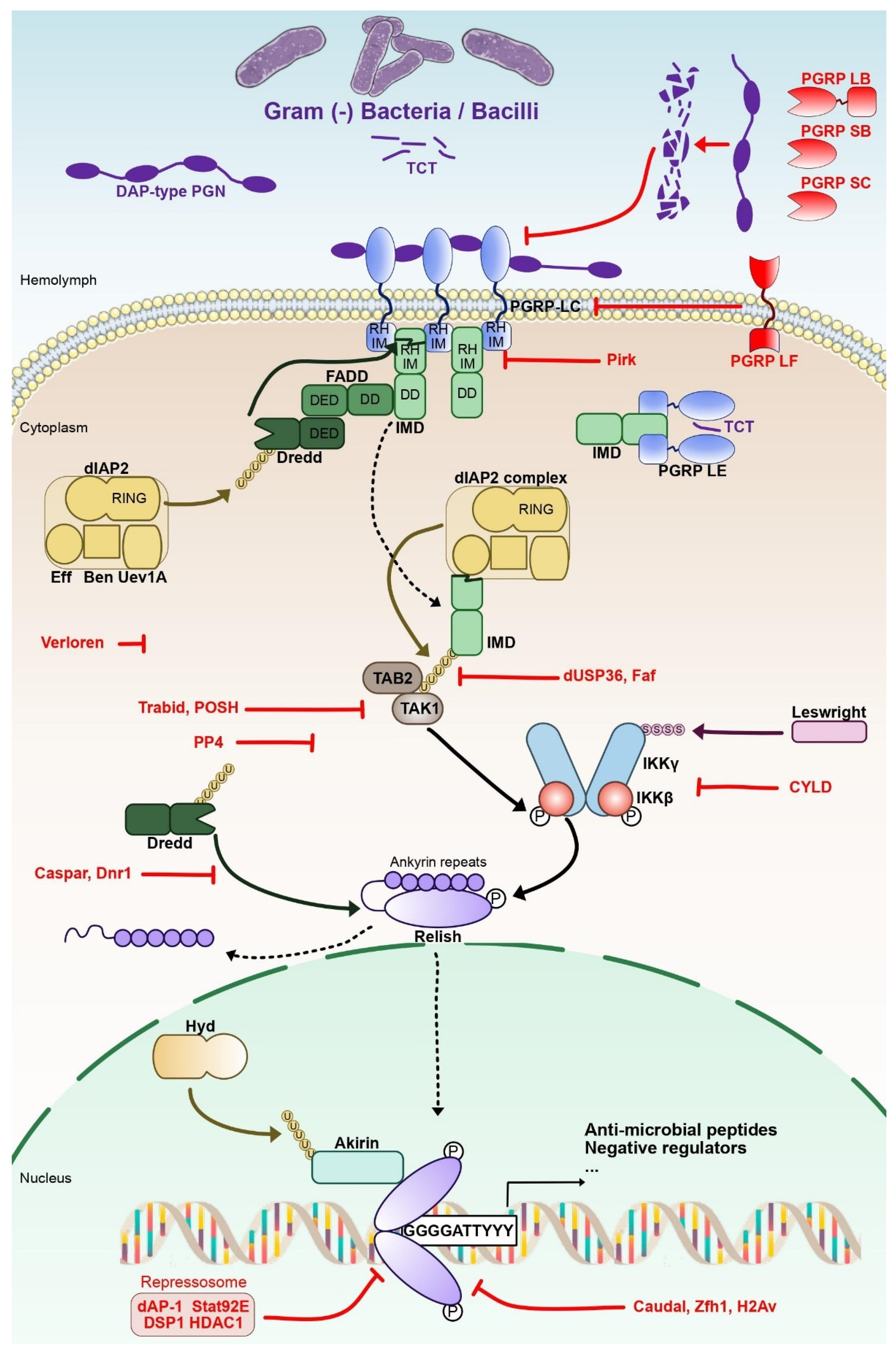 Biomedicines | Free Full-Text | Dynamic Regulation of NF-&kappa;B Response  in Innate Immunity: The Case of the IMD Pathway in Drosophila