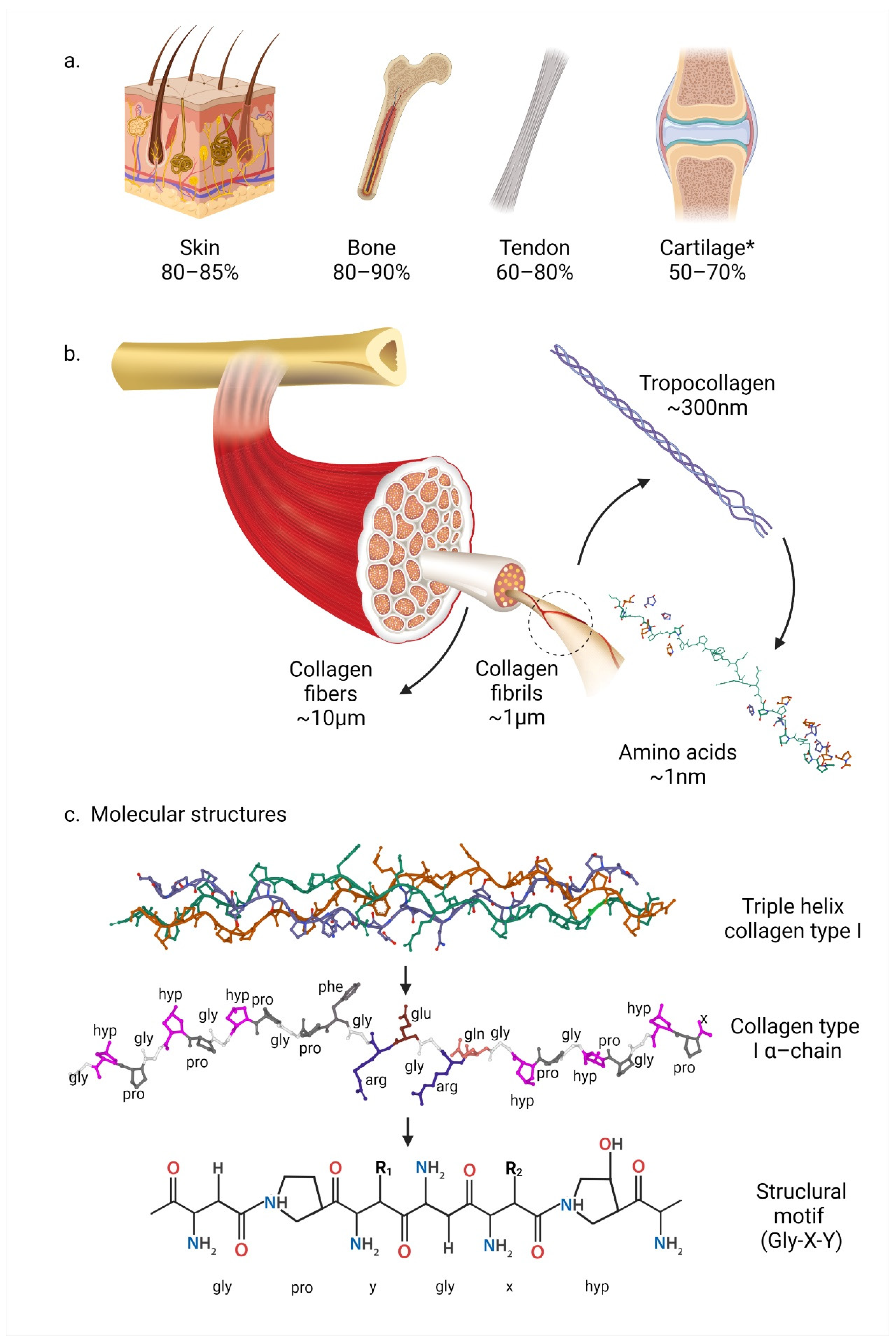 Biomedicines | Free Full-Text | A Comprehensive Review on Collagen Type I  Development of Biomaterials for Tissue Engineering: From Biosynthesis to  Bioscaffold