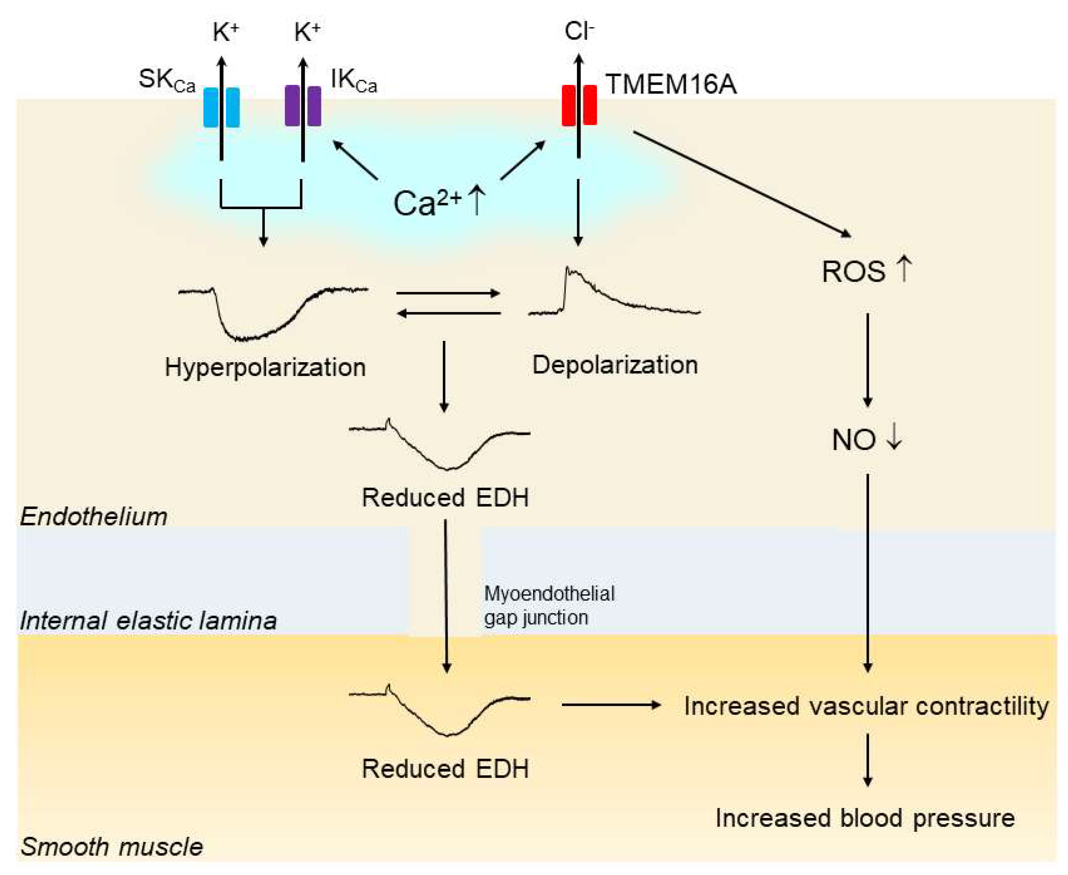 Biomedicines 10 02316 g003