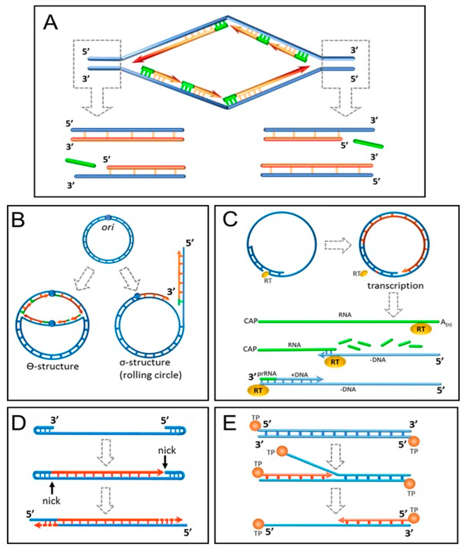 Biomedicines Free Full Text Telomeres And Telomerase In The Control
