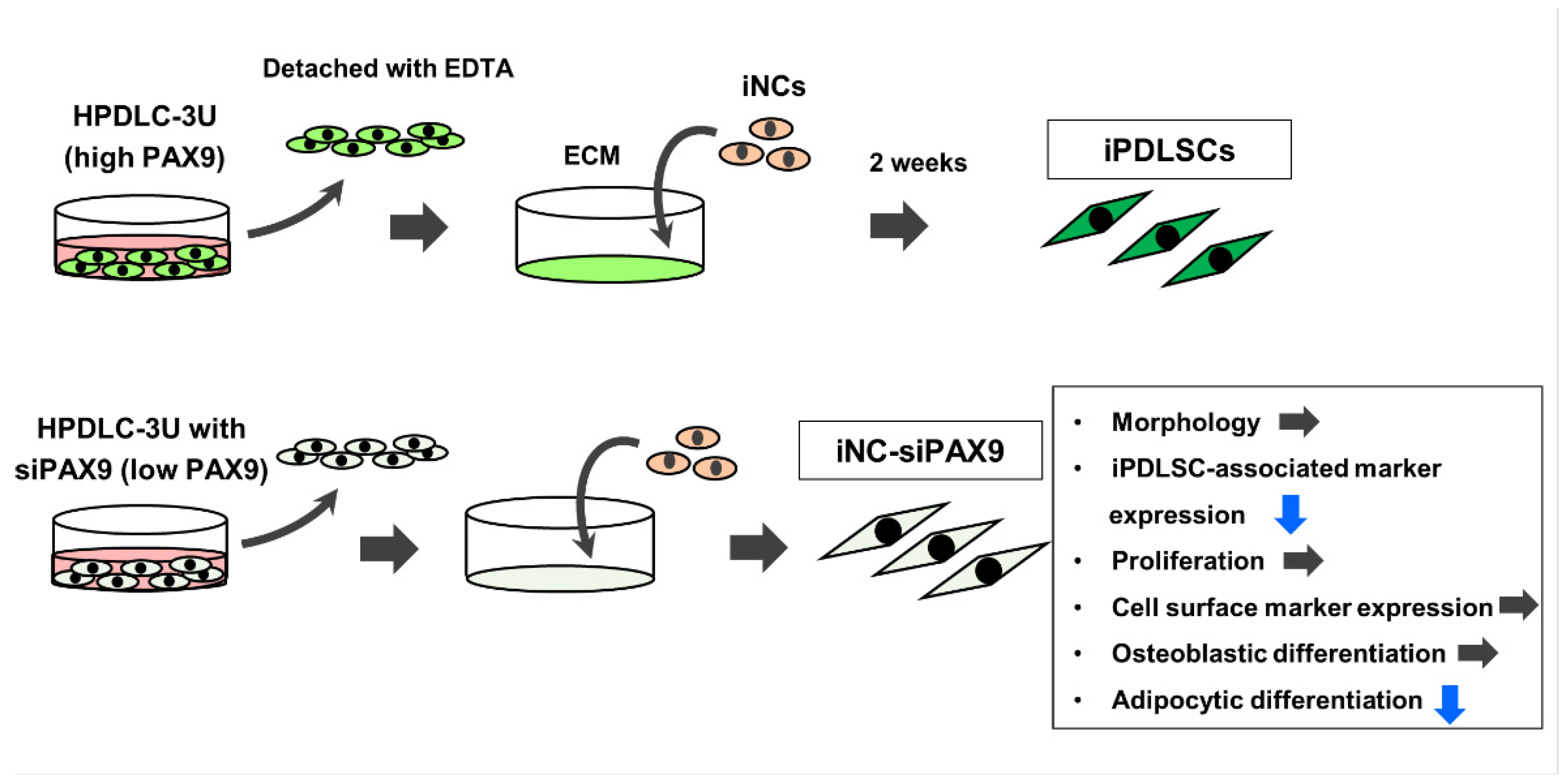 Biomedicines 10 02366 g007
