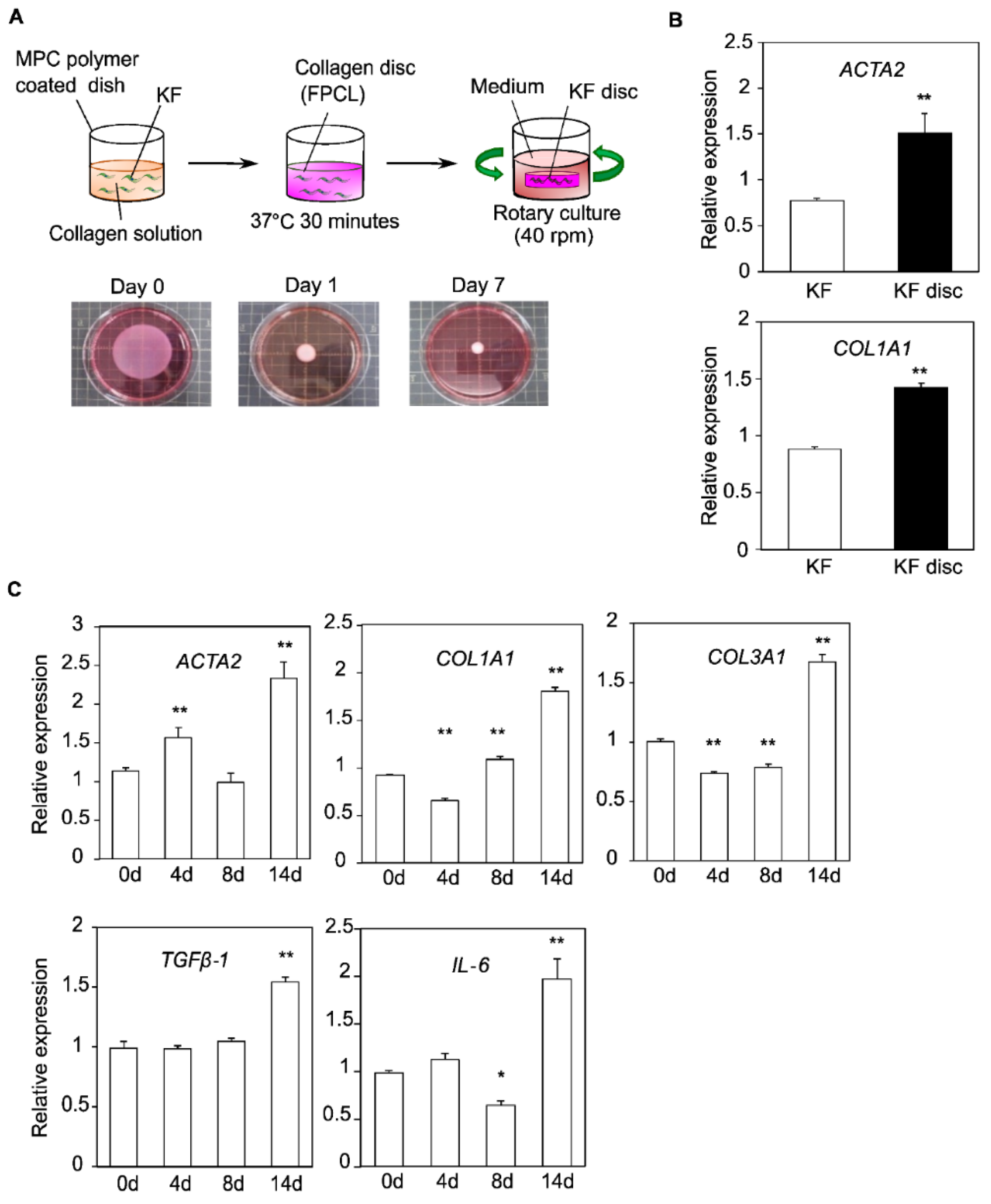 Biomedicines 10 02388 g001