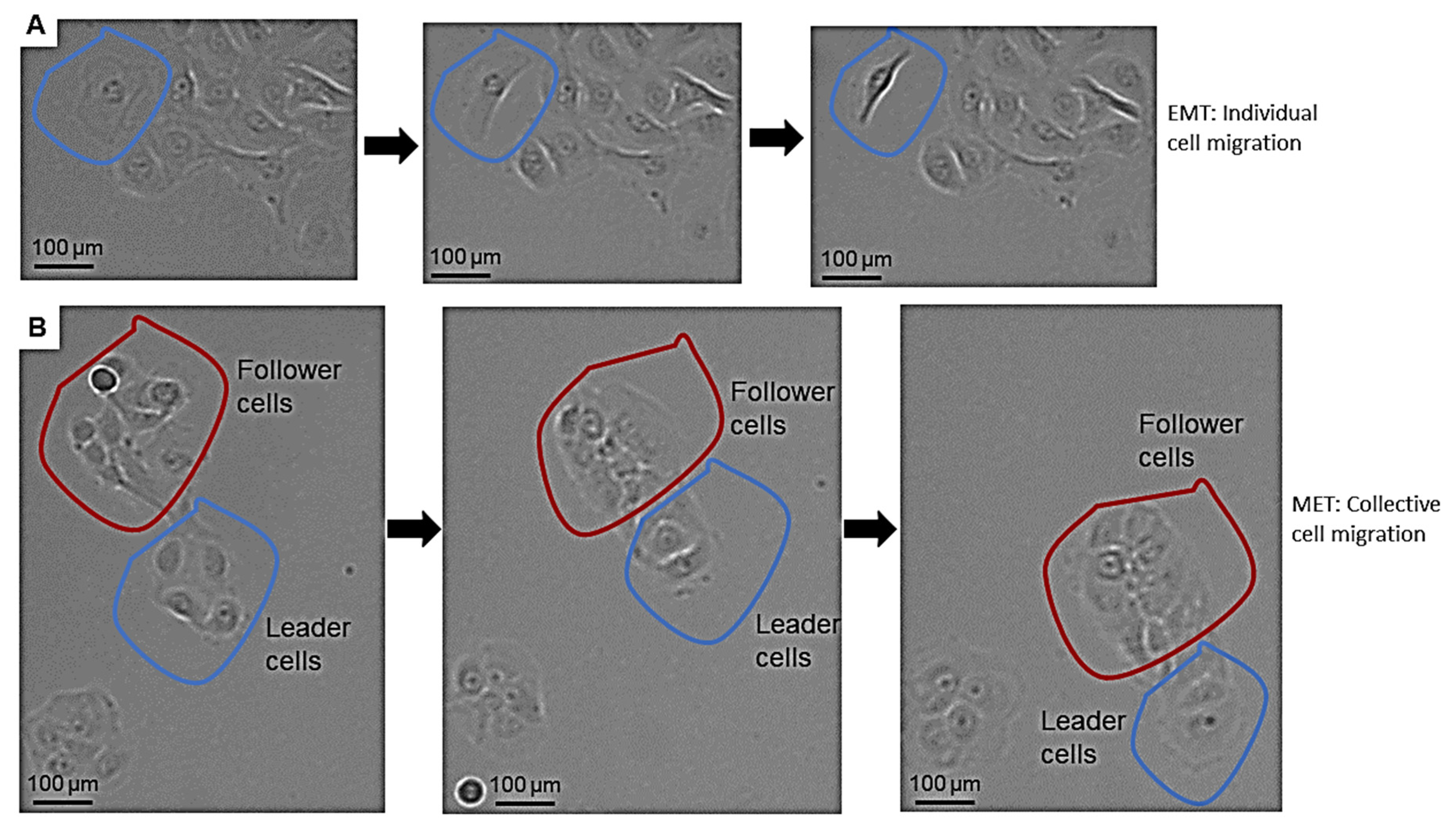 Biomedicines 10 02482 g003 Biomedicines 10 02482 g003