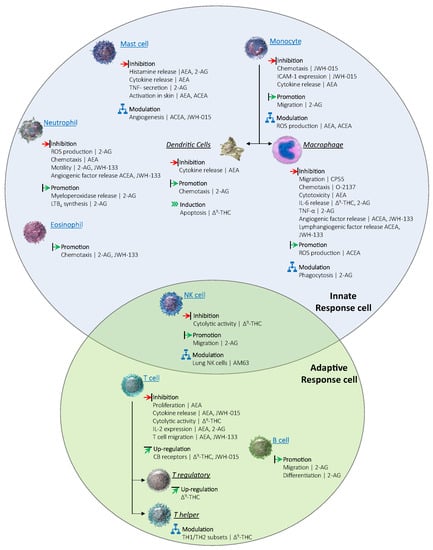 Goods and Bads of the Endocannabinoid System as a Therapeutic Target:  Lessons Learned after 30 Years