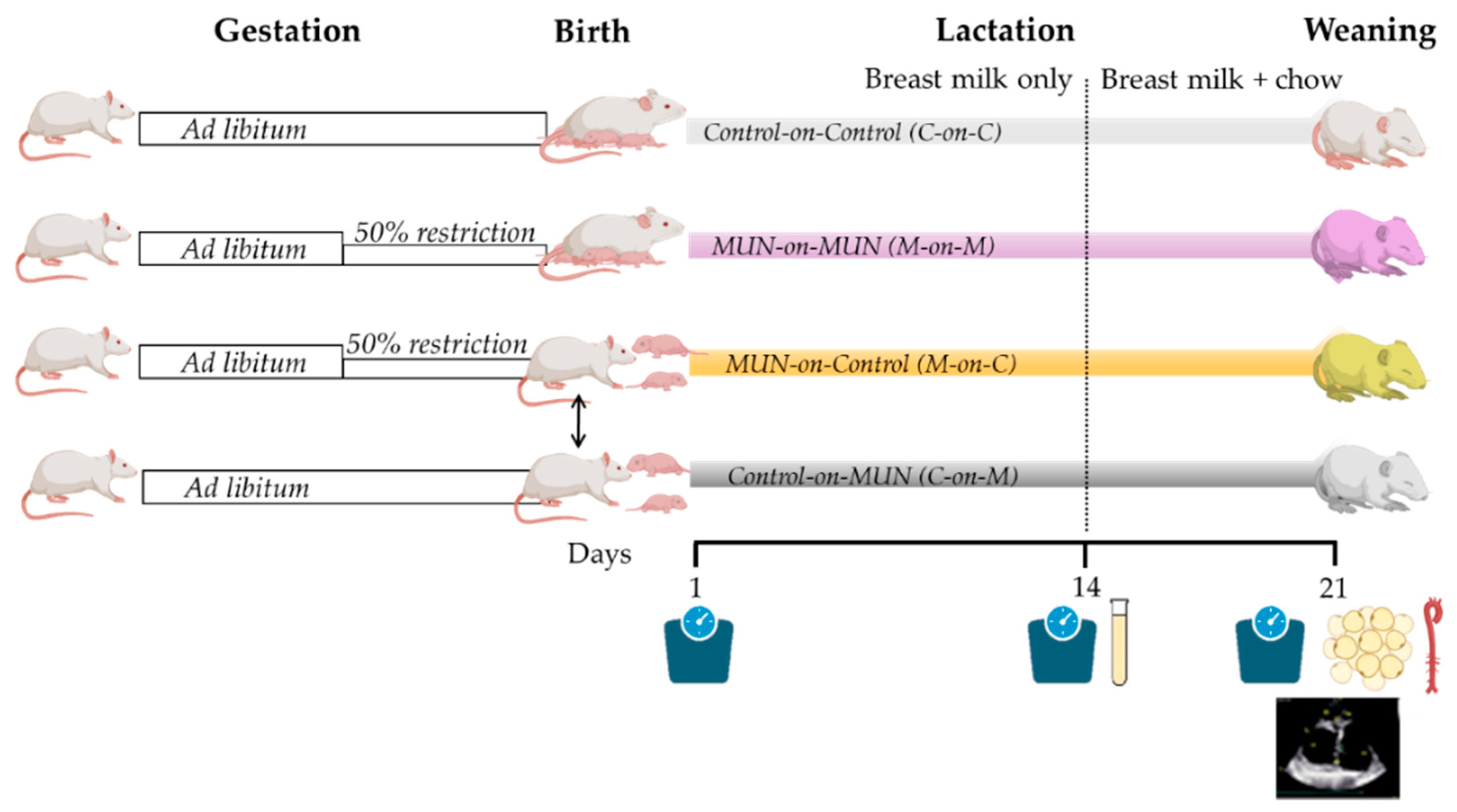 Biomedicines | Free Full-Text | Slower Growth during Lactation Rescues  Early Cardiovascular and Adipose Tissue Hypertrophy Induced by Fetal  Undernutrition in Rats