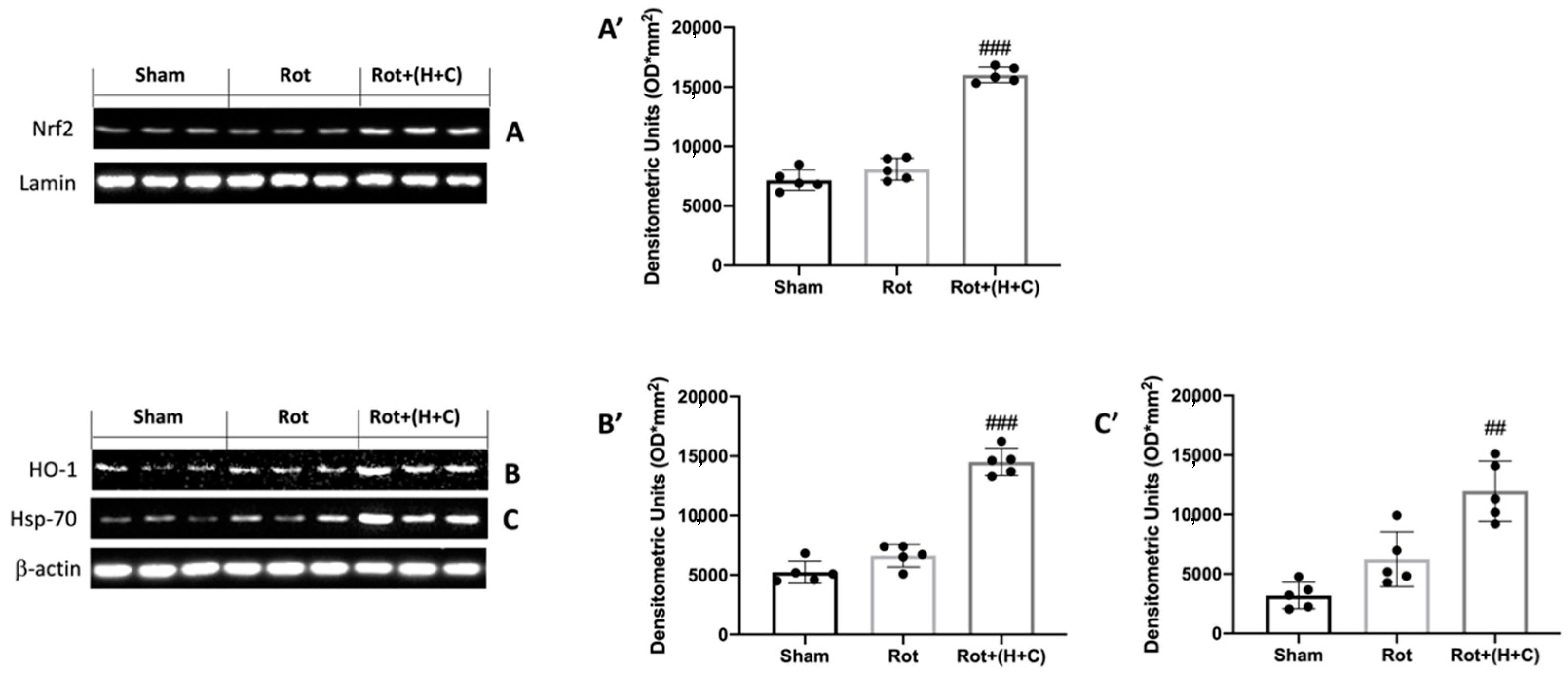 Biomedicines 10 02505 g001