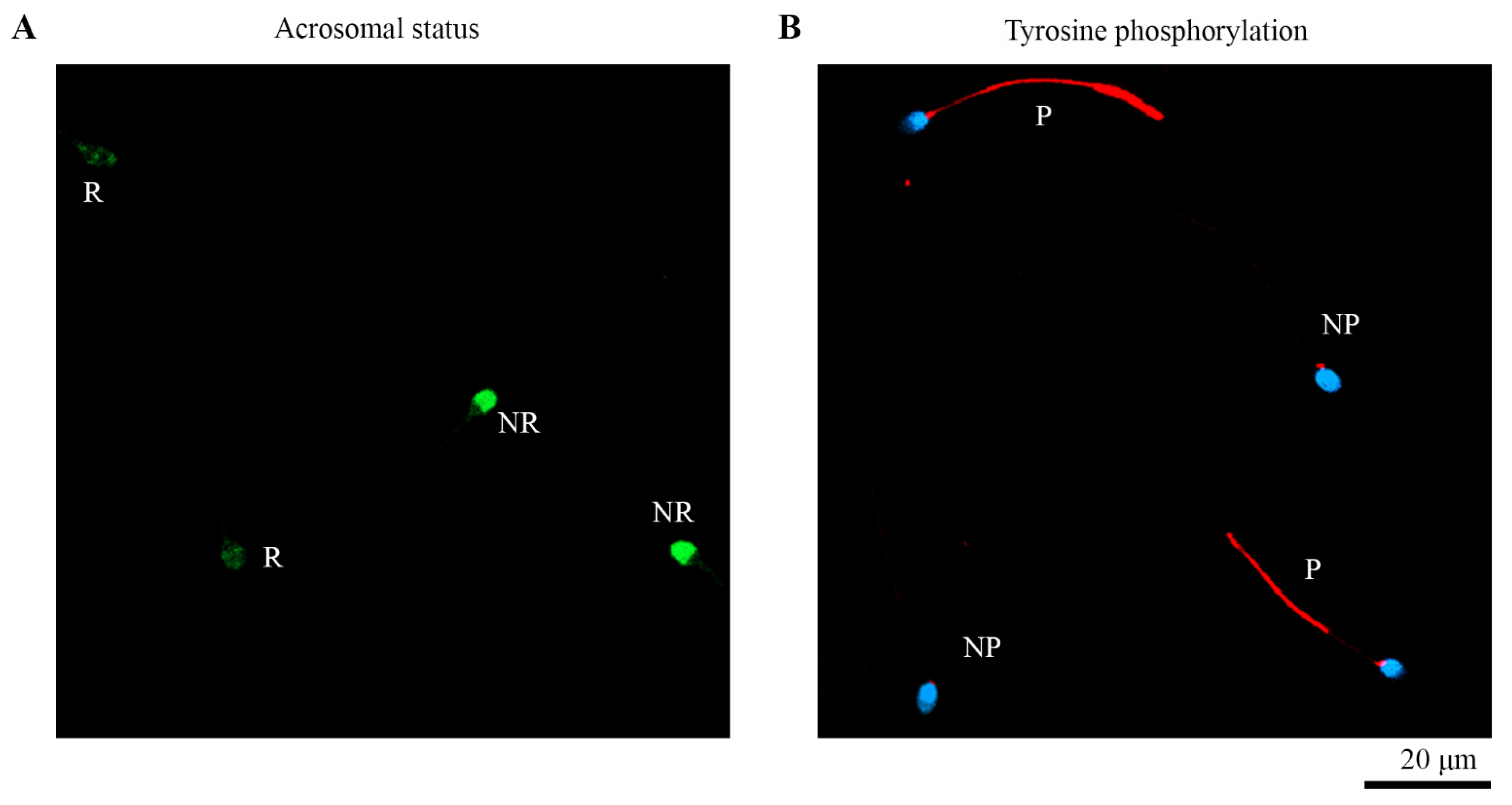 Biomedicines 10 02553 g001