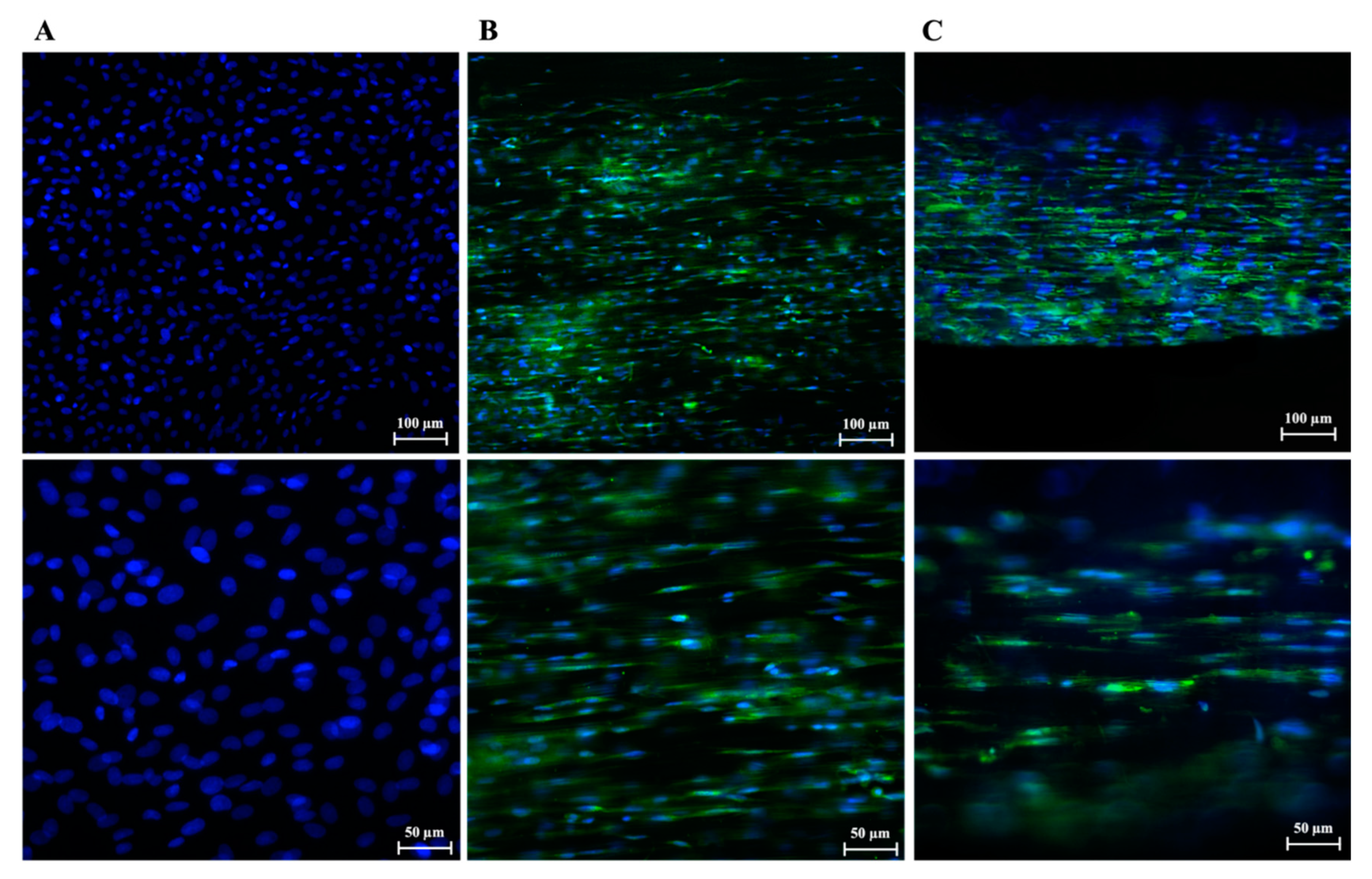 Biomedicines 10 02578 g006