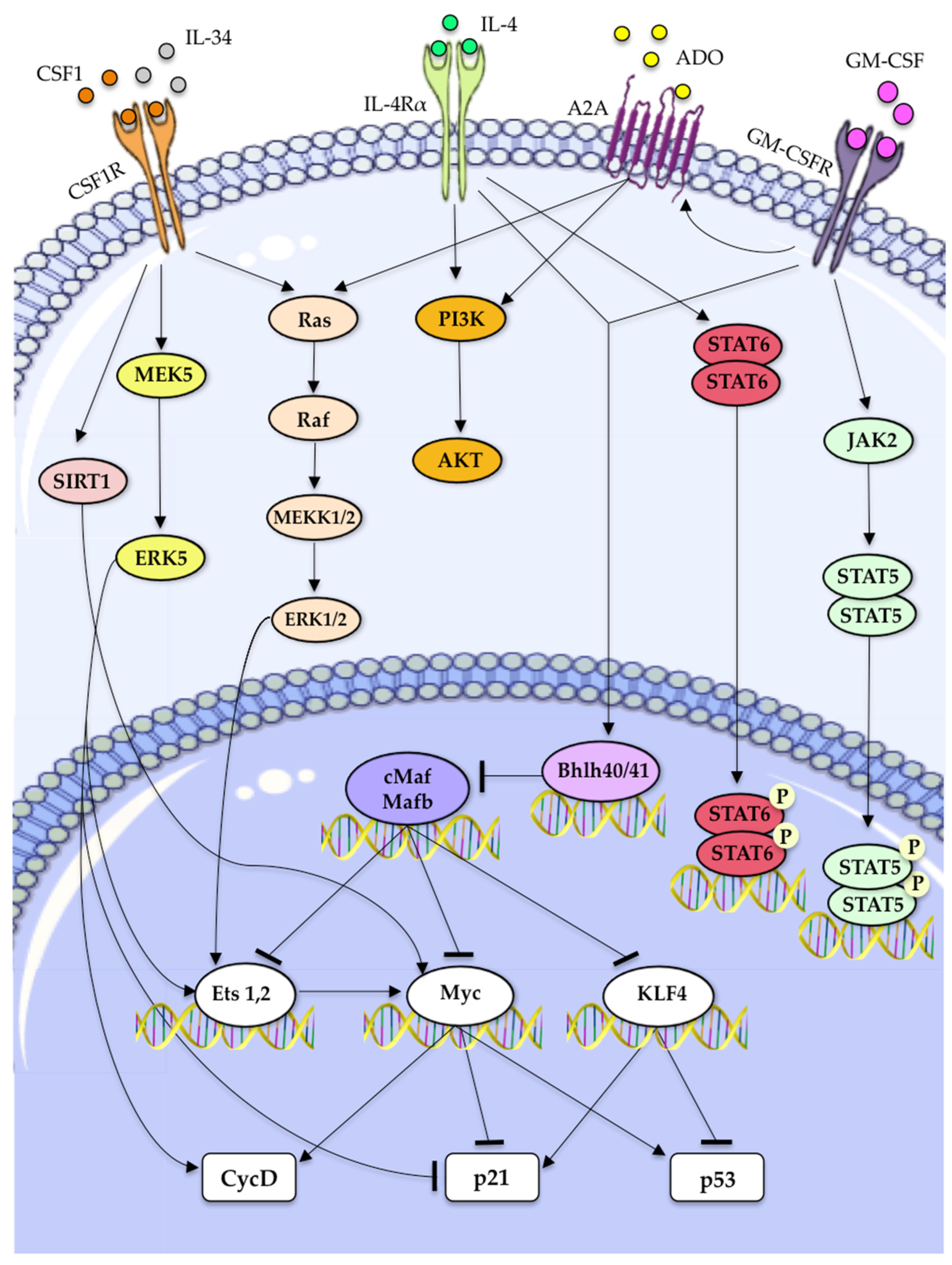 Biomedicines 10 02709 g003