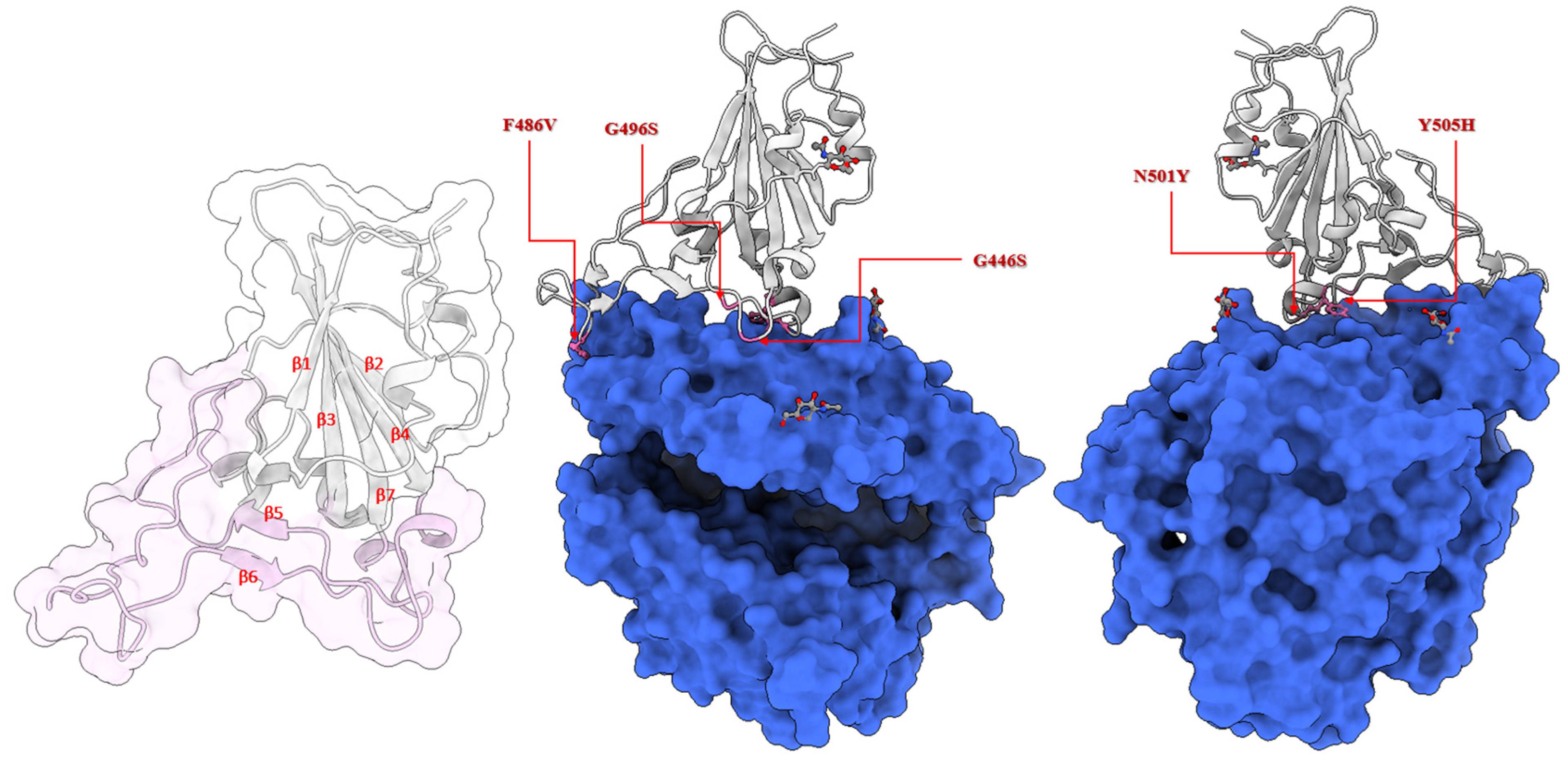 Alchemical Free Energy Calculations on Membrane-Associated