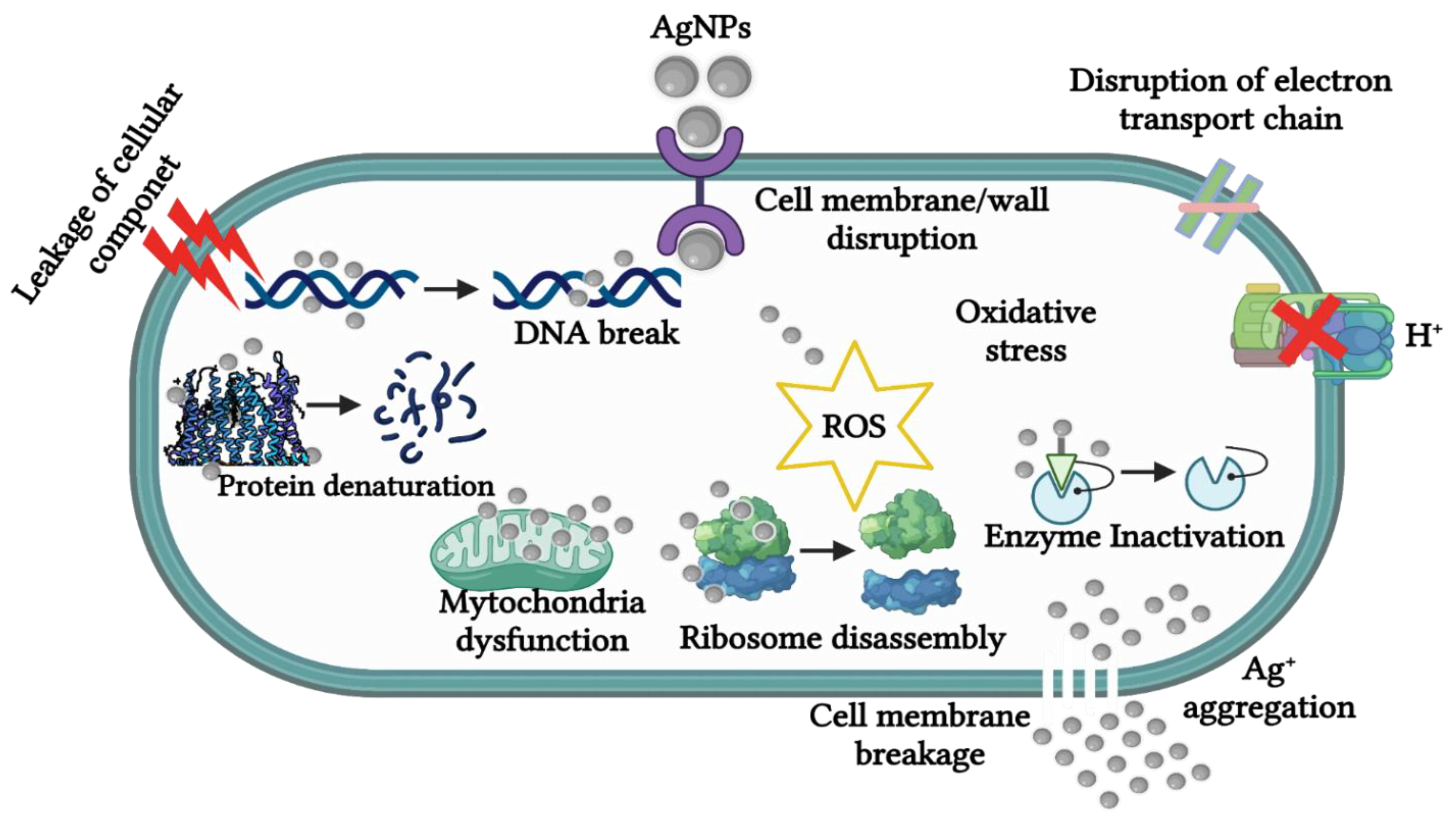 Biomedicines 10 02792 g004 Biomedicines 10 02792 g004