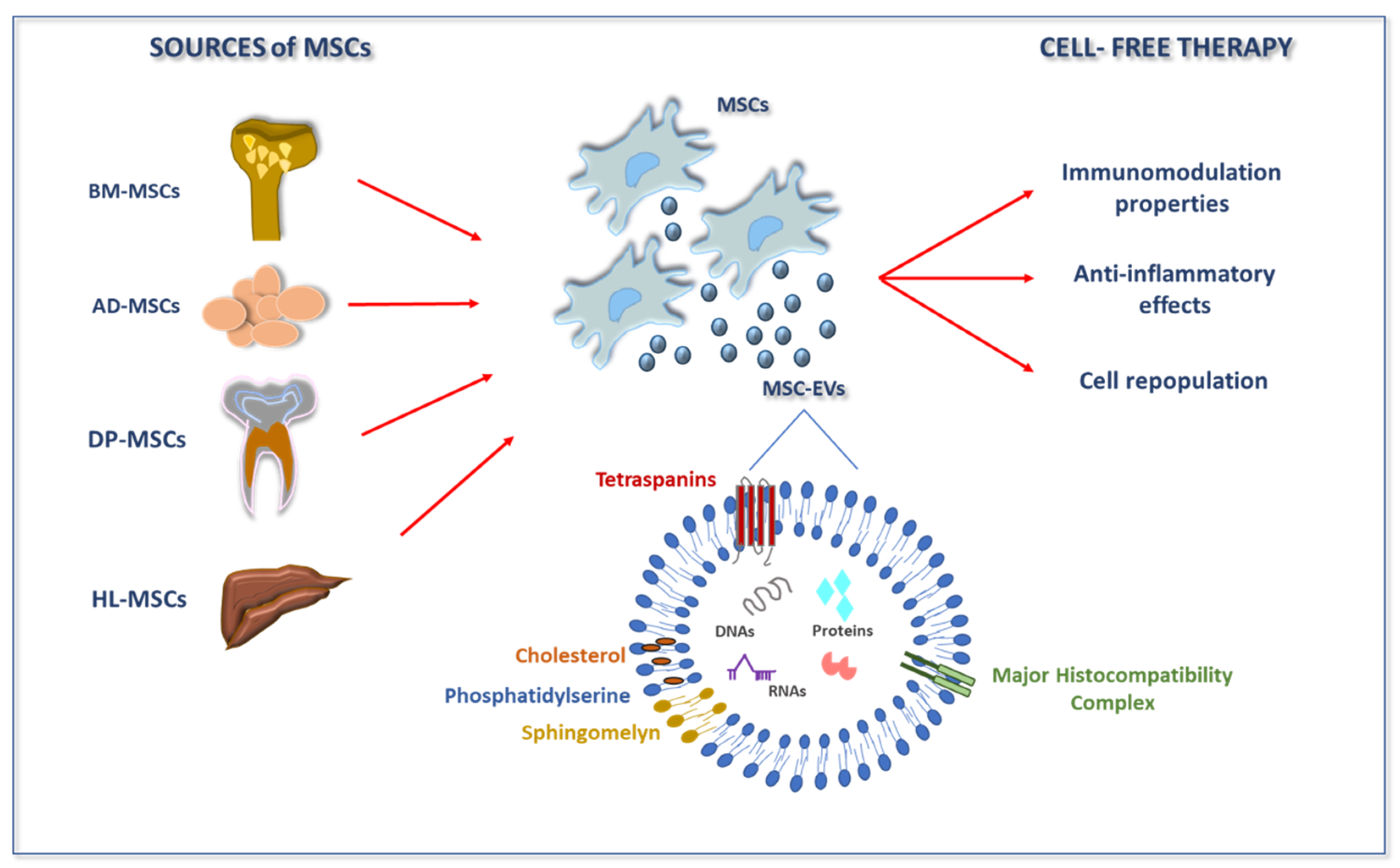 Mesenchymal stromal/stem cell-derived extracellular vesicles in tissue  repair: challenges and opportunities. - Abstract - Europe PMC