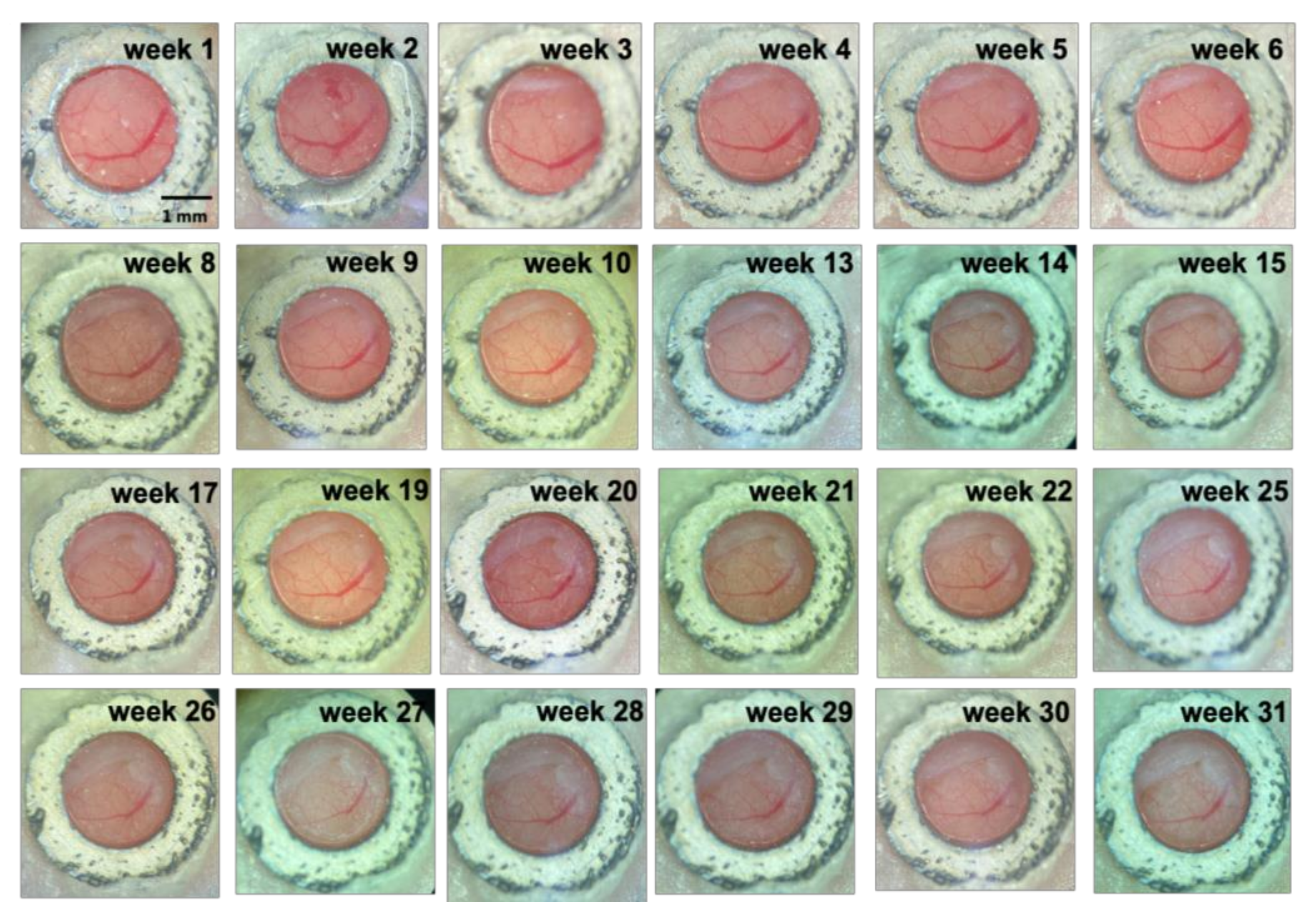 Biomedicines 10 02949 g004