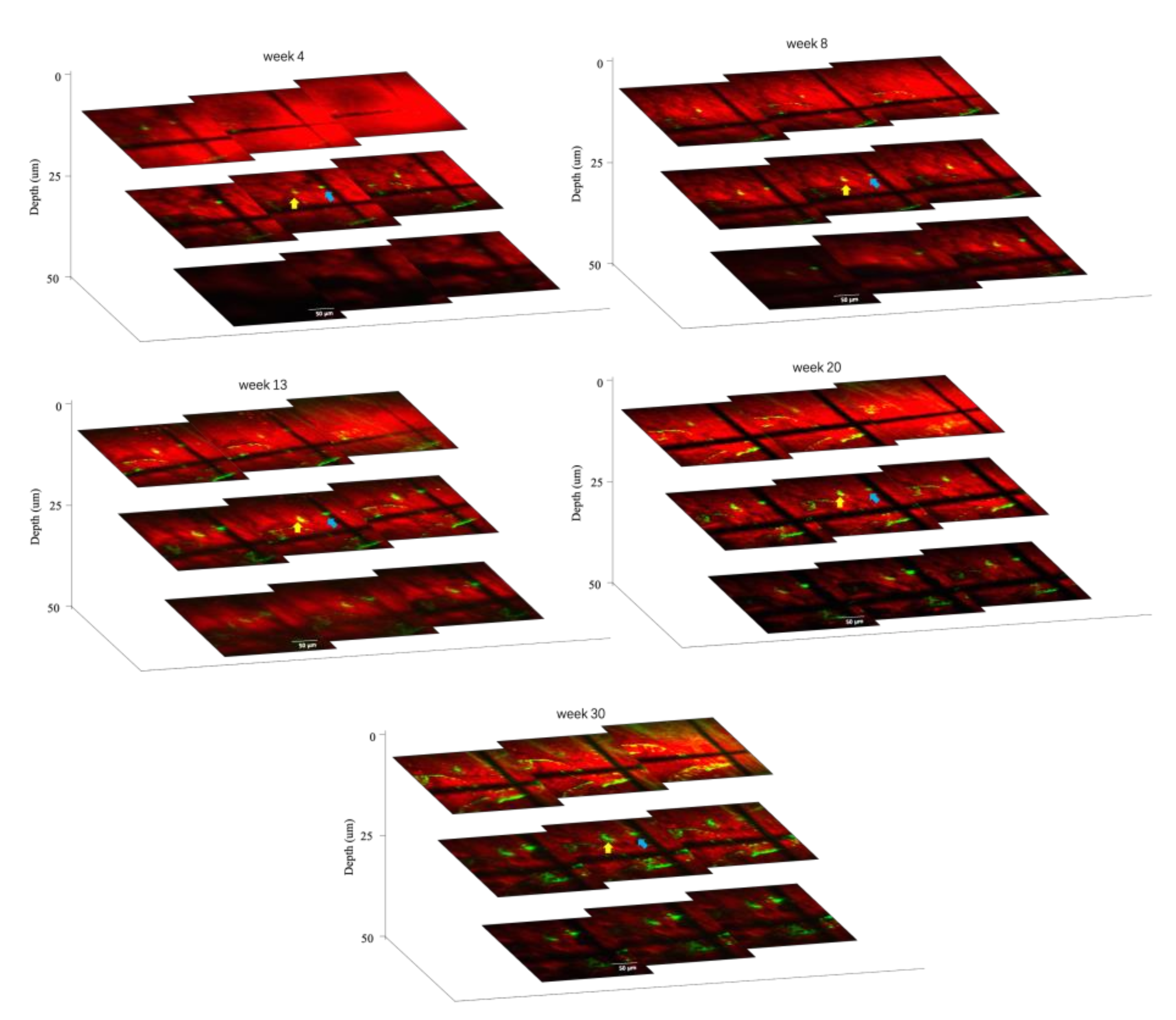 Biomedicines 10 02949 g006