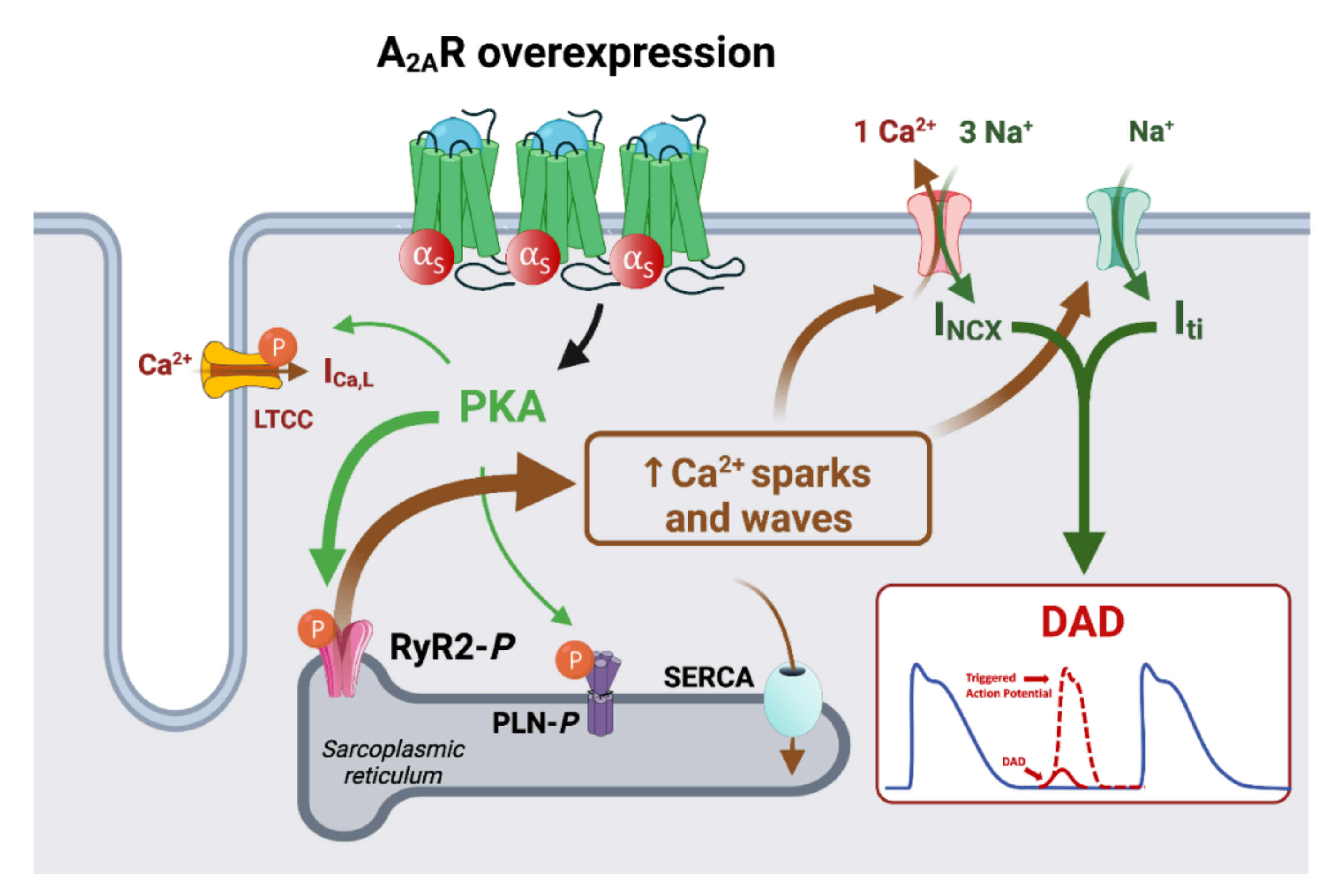 Biomedicines 10 02963 g008 Biomedicines 10 02963 g008