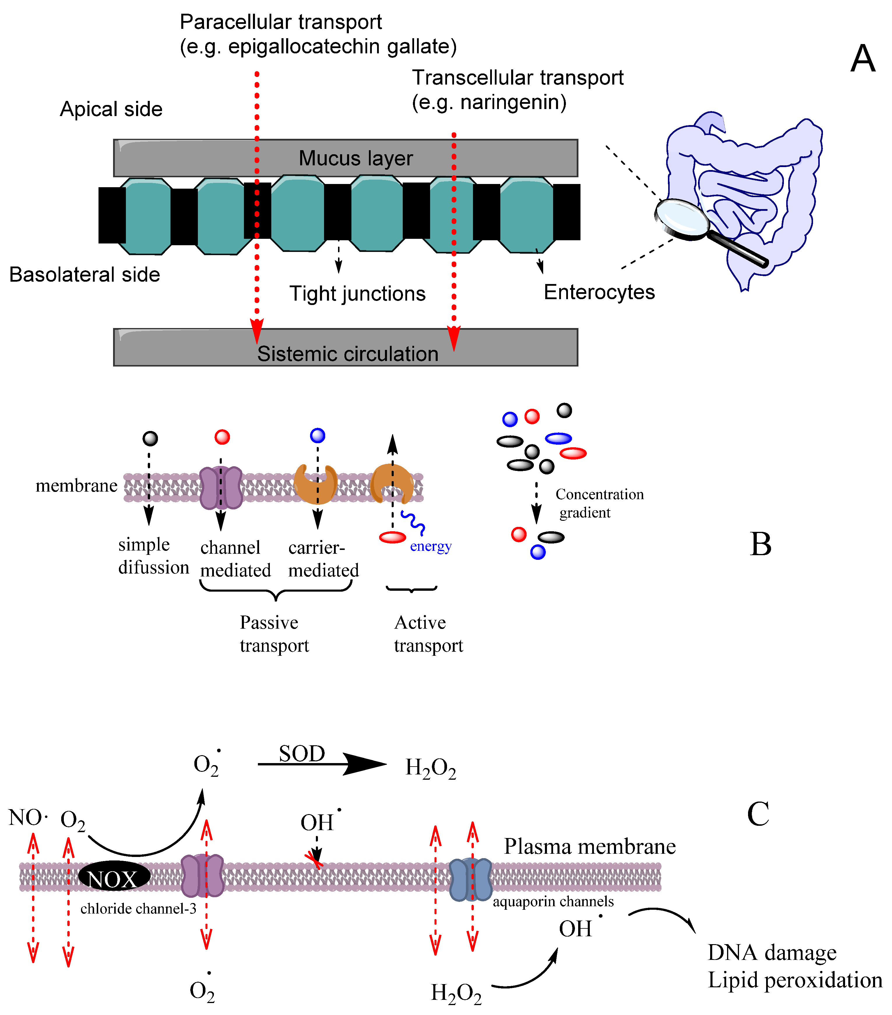 Biomedicines 10 03051 g011