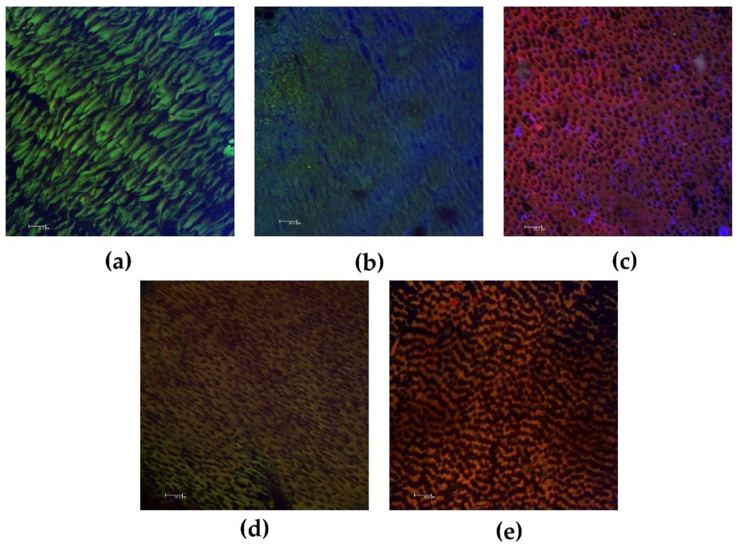 Biomedicines 10 03123 g001